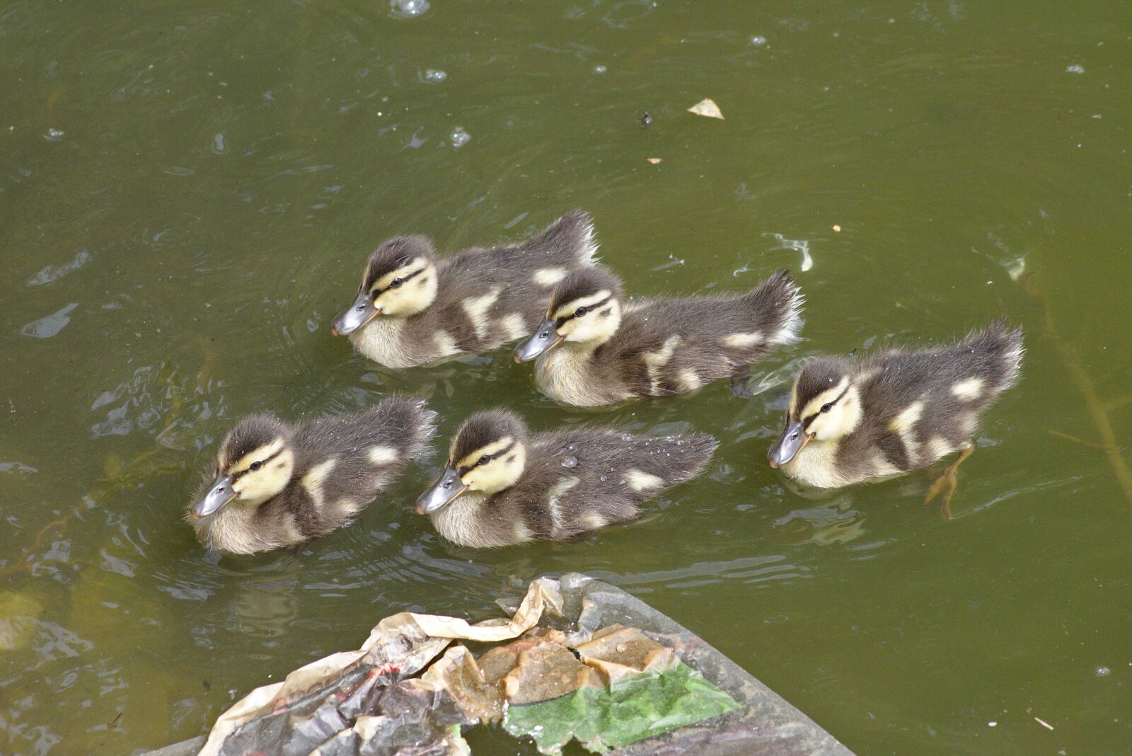 Canon EOS 750D (EOS Rebel T6i / EOS Kiss X8i) sample photo. Goose, head, animal photography