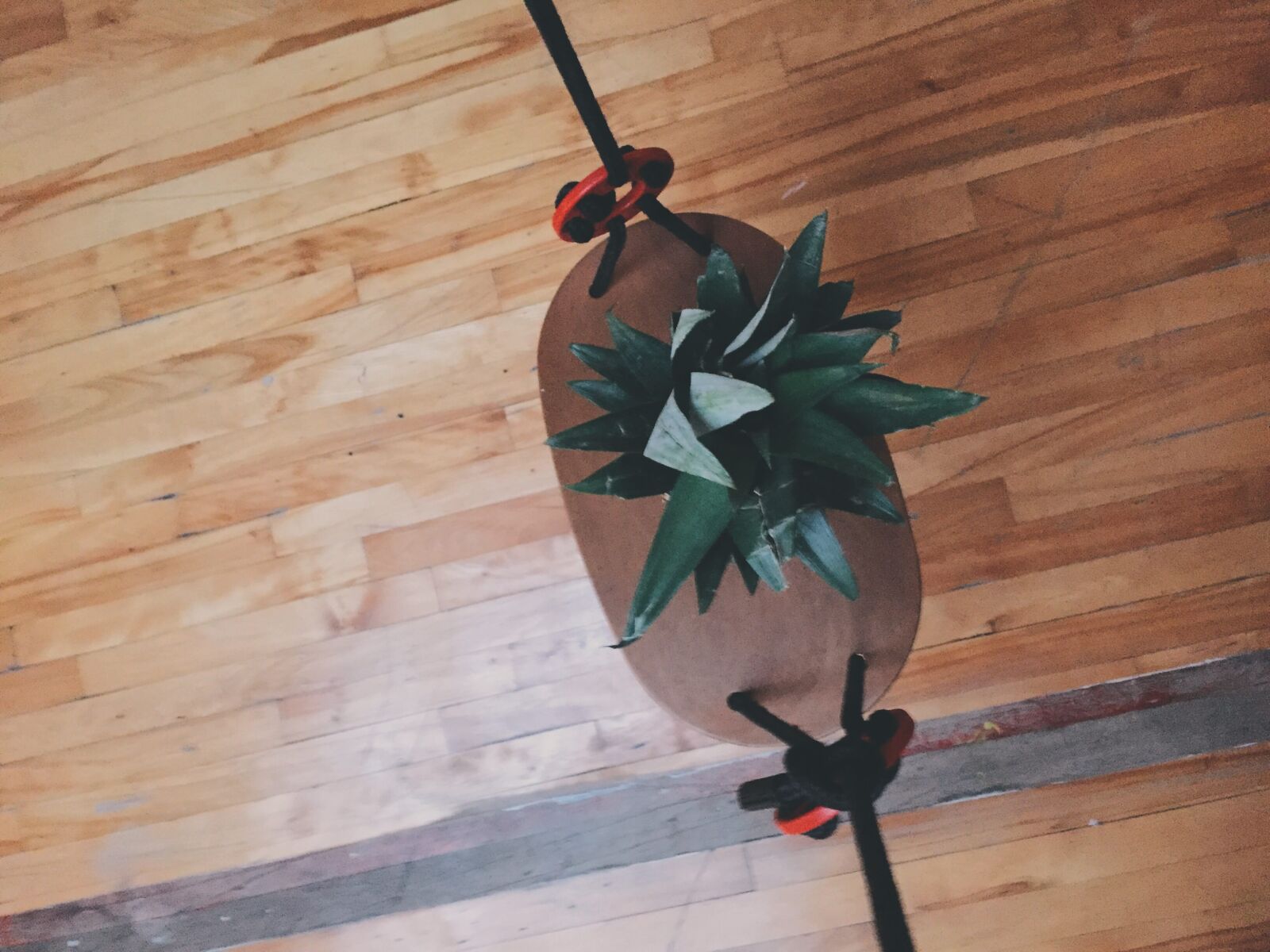 Apple iPhone 6 sample photo. Fruit, hardwood, floor, pineapple photography