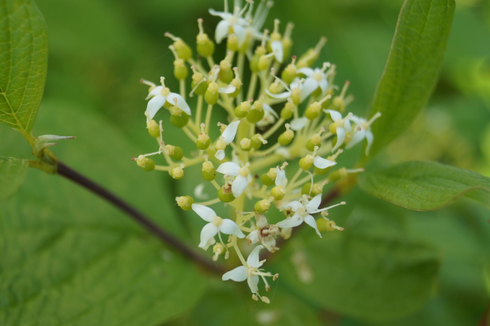 Sony DT 18-55mm F3.5-5.6 SAM II sample photo. Flowers, green, leaves photography