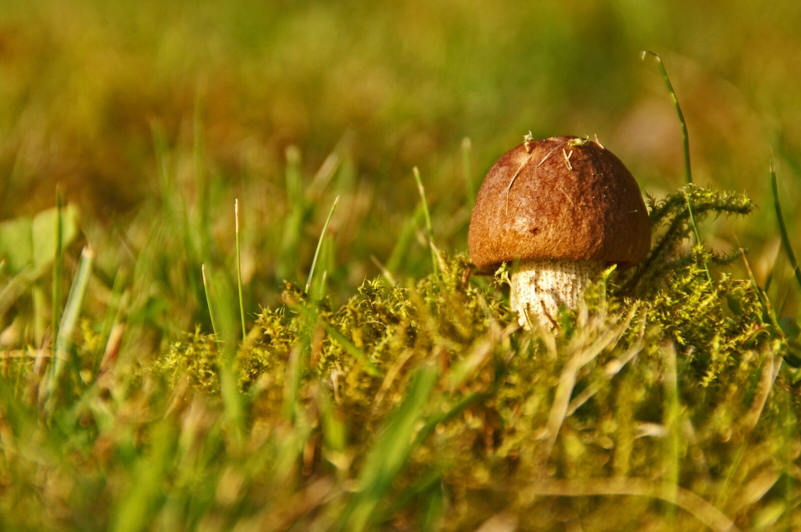 Pentax *ist DL2 sample photo. Cep, mushroom, chestnut photography