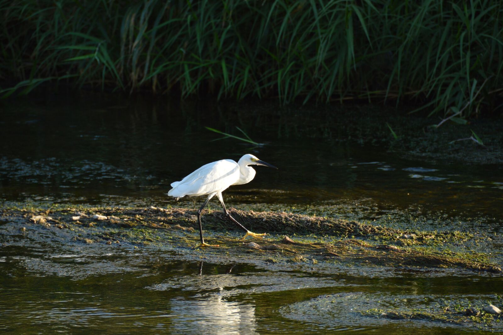 Nikon D3200 sample photo. Nature, new, birds photography
