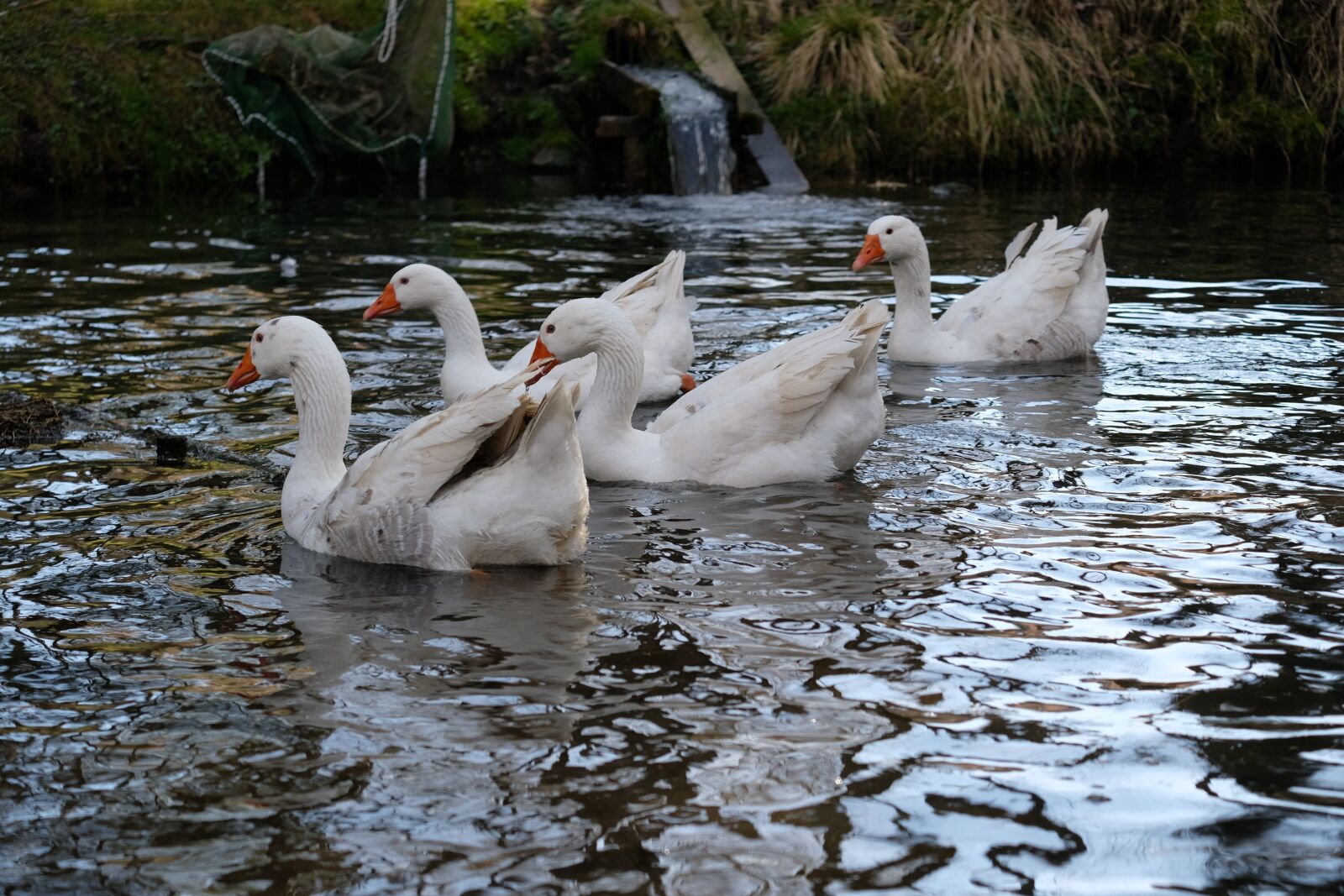 Fujifilm X-T20 sample photo. Bird, waters, puddle photography