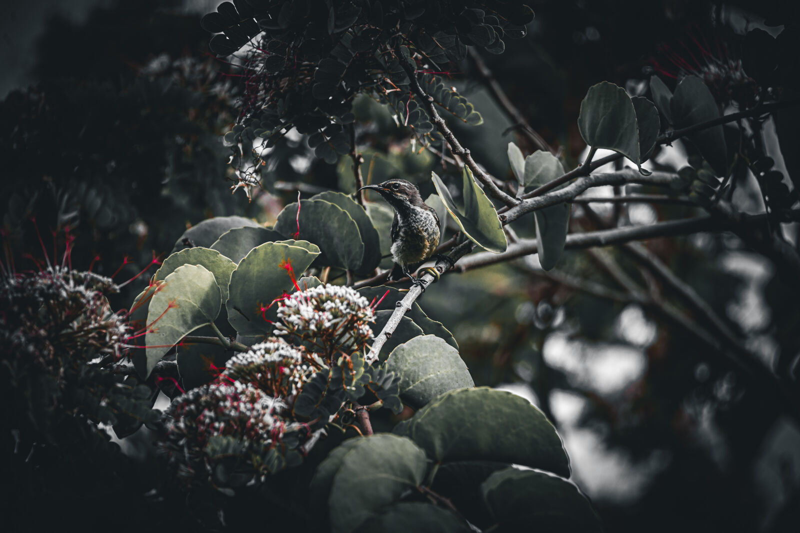 Canon EOS R6 II sample photo