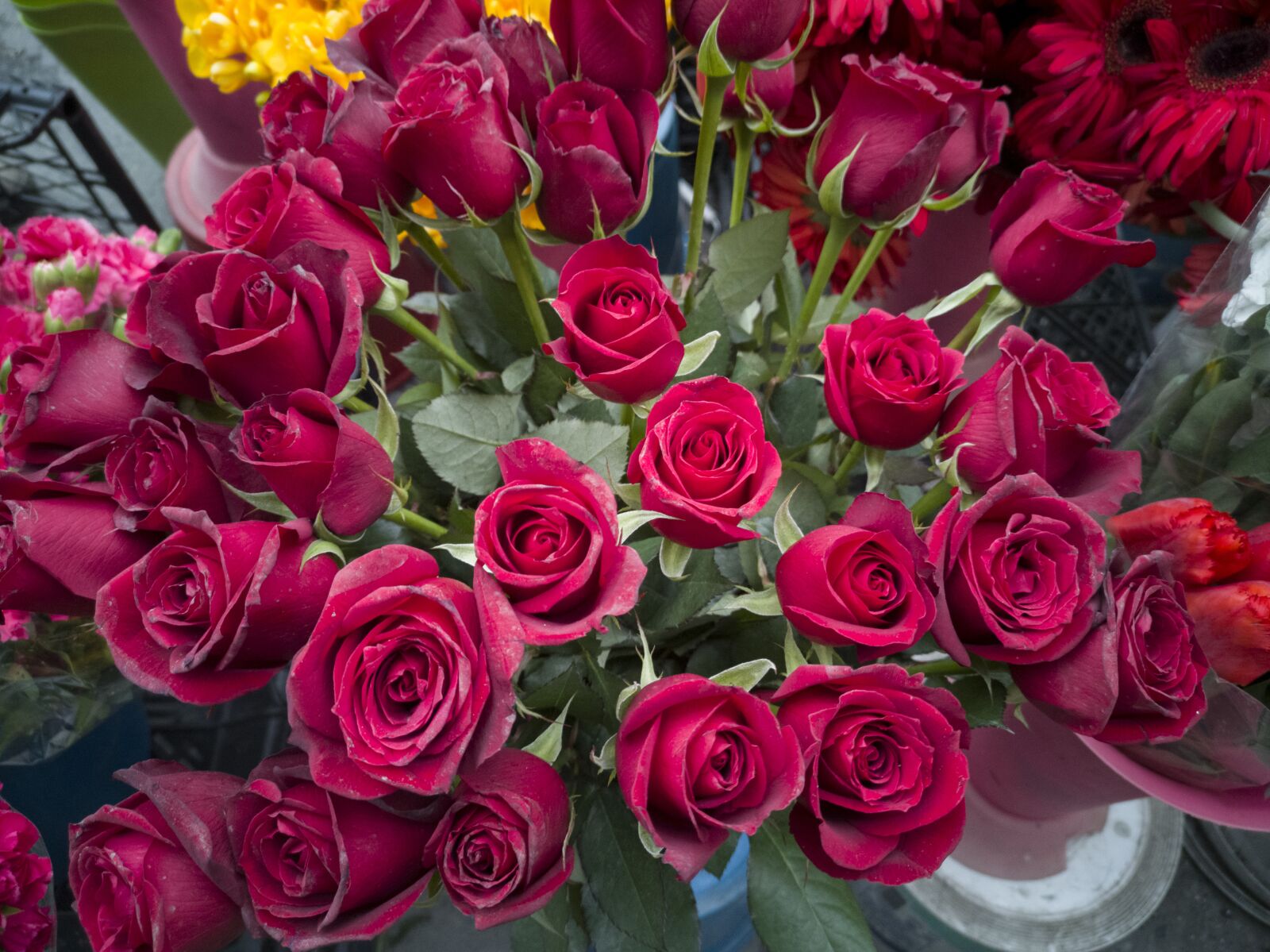 HUAWEI CLT-L09 sample photo. Rose, red, flower photography