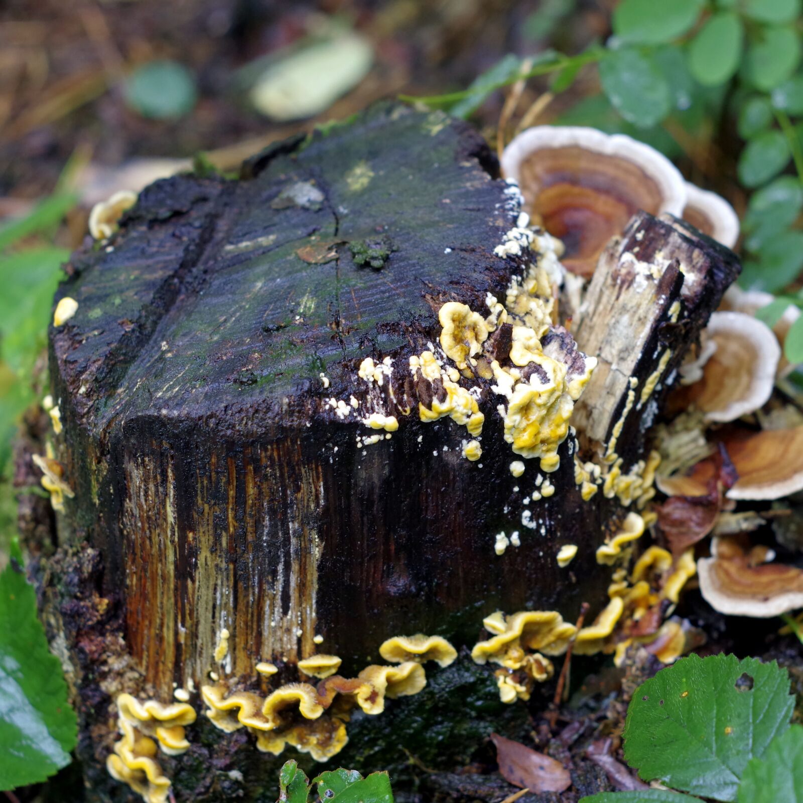 Pentax K-S2 sample photo. Mushrooms, lichens, colorful photography