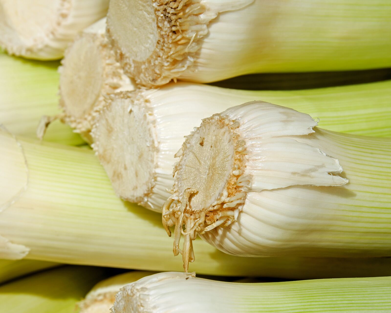 Fujifilm XF 55-200mm F3.5-4.8 R LM OIS sample photo. Leek, vegetables, broadband leek photography