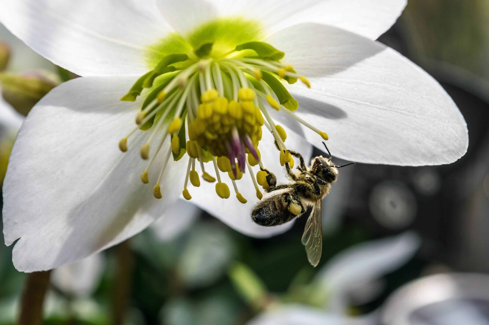 Nikon D3300 sample photo. Bee, nature, insect, pollen photography
