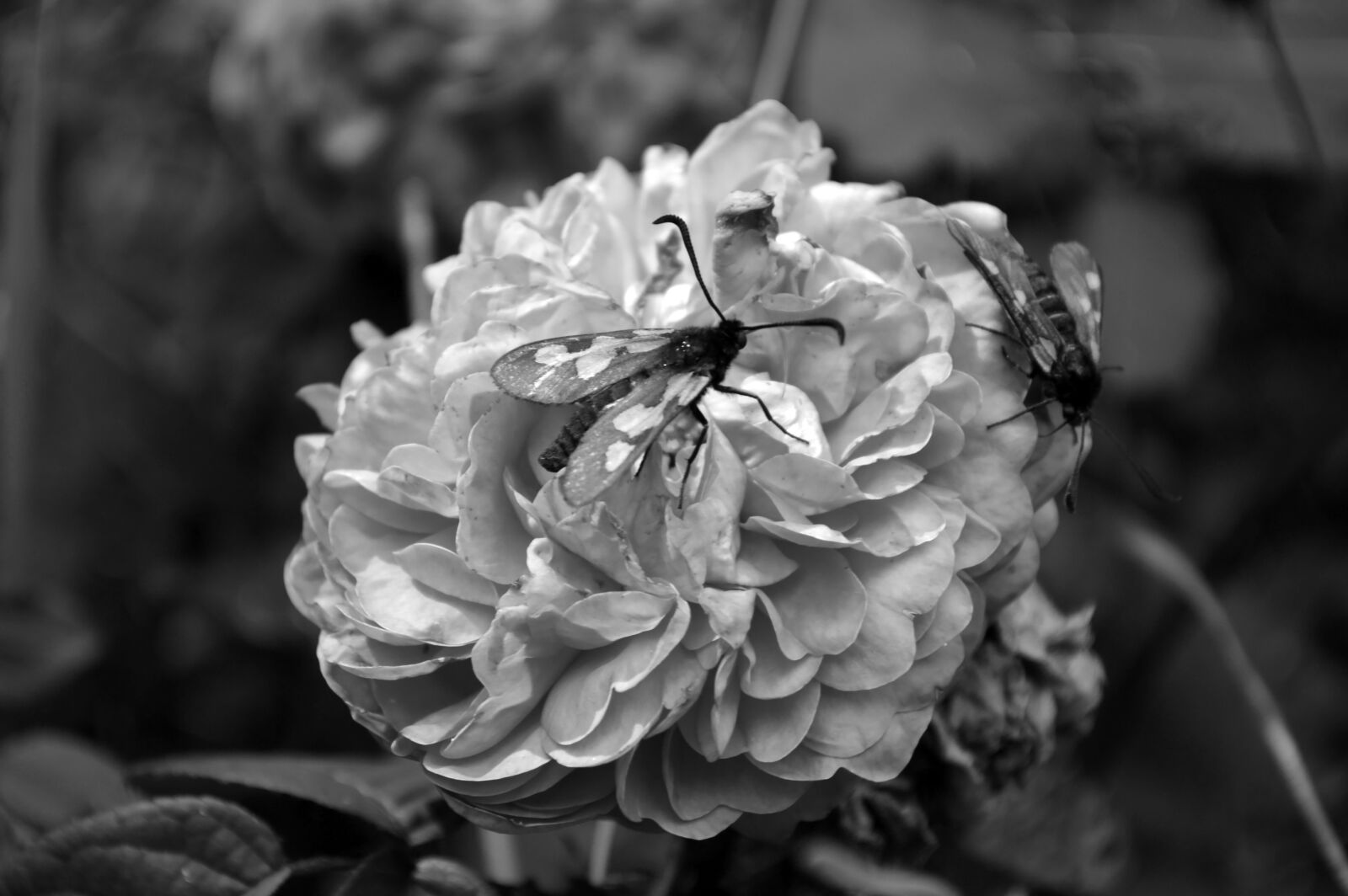 Nikon D3200 sample photo. Flowers, flower, garden photography