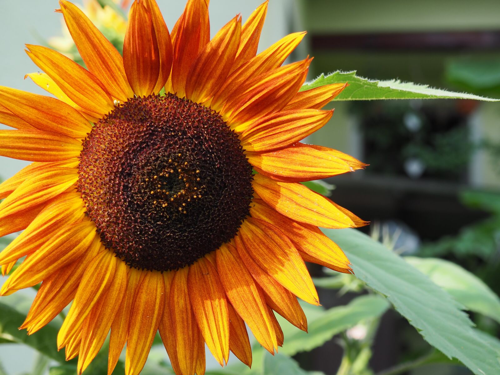 Olympus OM-D E-M10 sample photo. Sunflower, summer, yellow photography