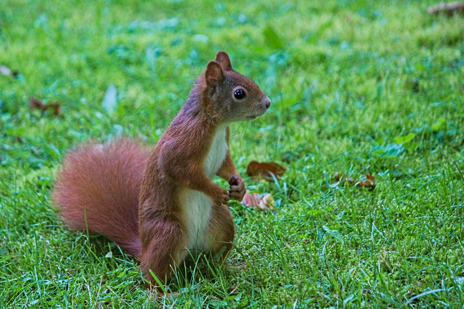 Canon EOS 550D (EOS Rebel T2i / EOS Kiss X4) sample photo. The squirrel, standing, rodent photography