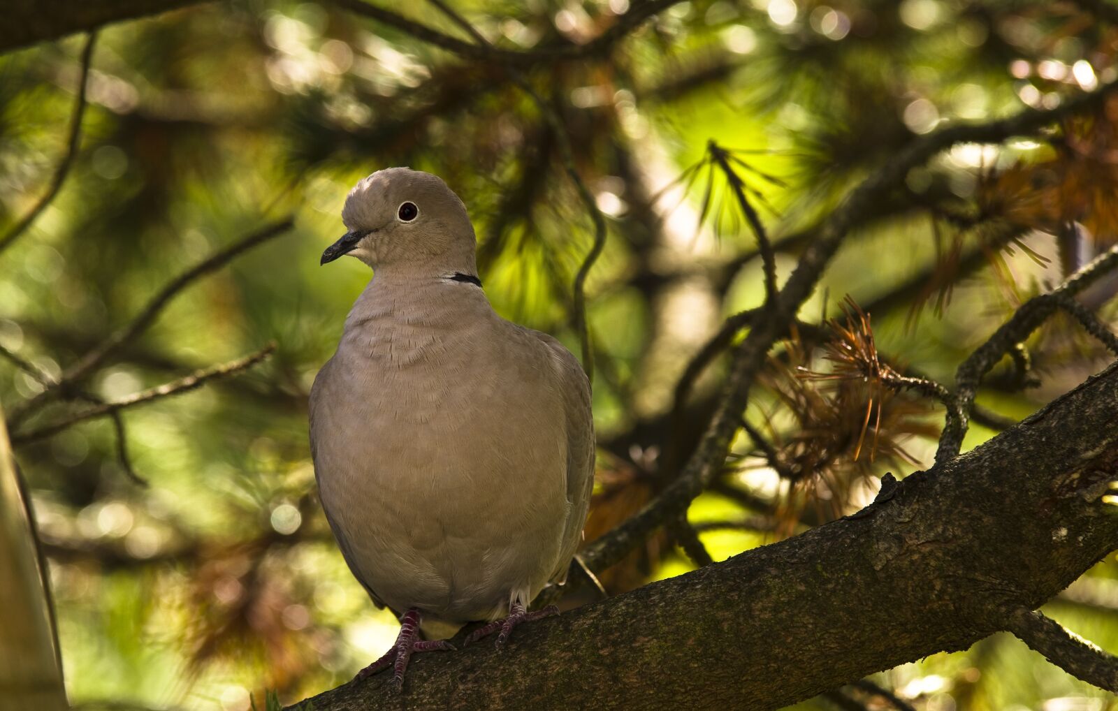 Pentax K-30 sample photo. Dove, collared, bird photography