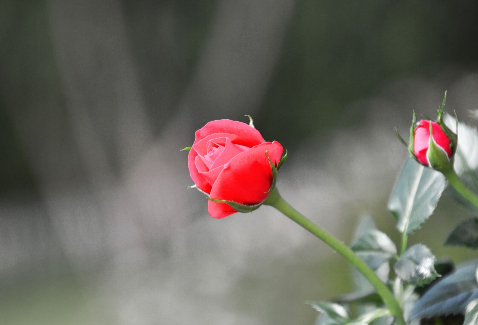 Nikon D7000 sample photo. Rose, red rose, mini photography