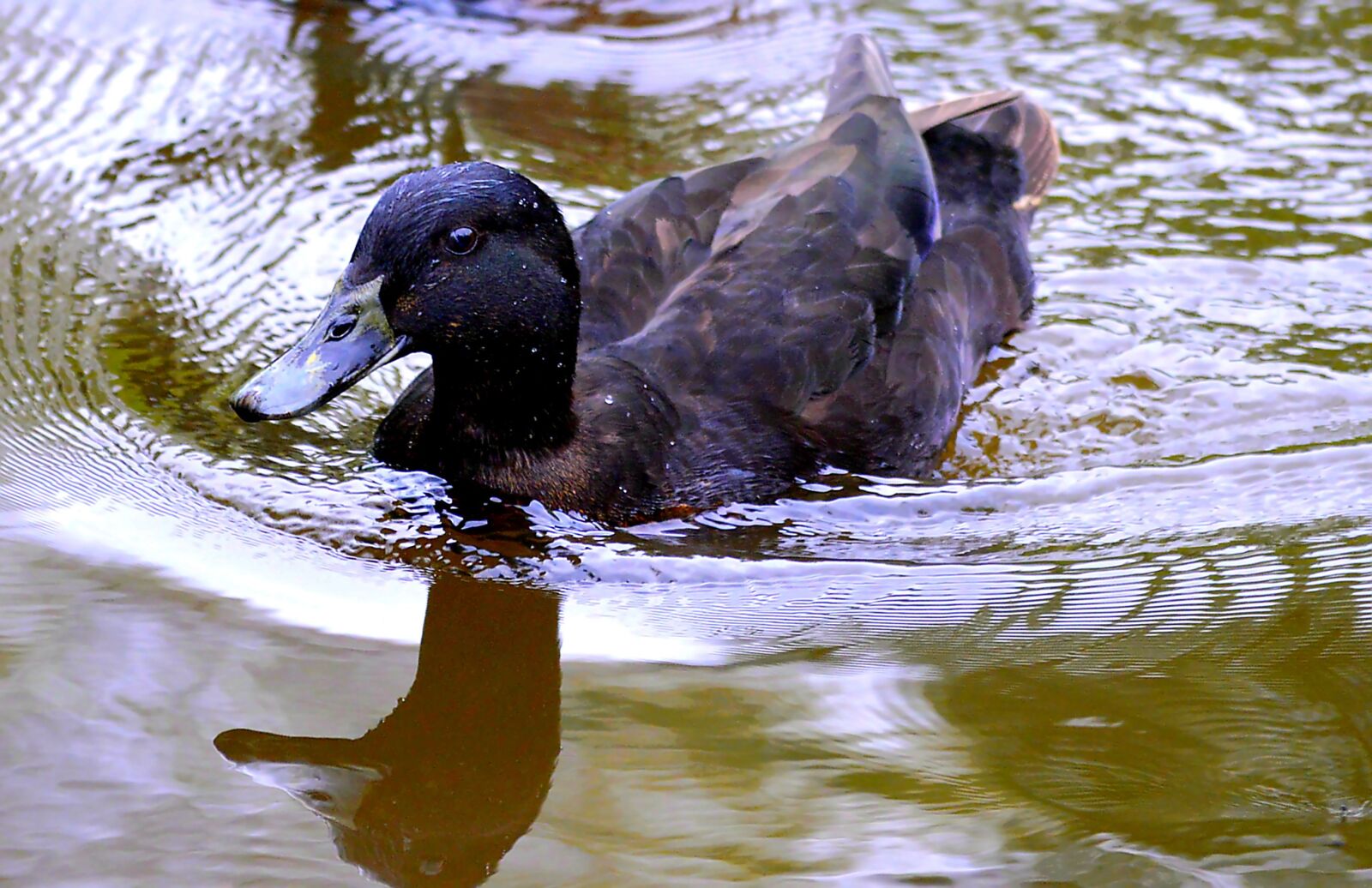 Nikon D3200 sample photo. Duck, water, animal photography