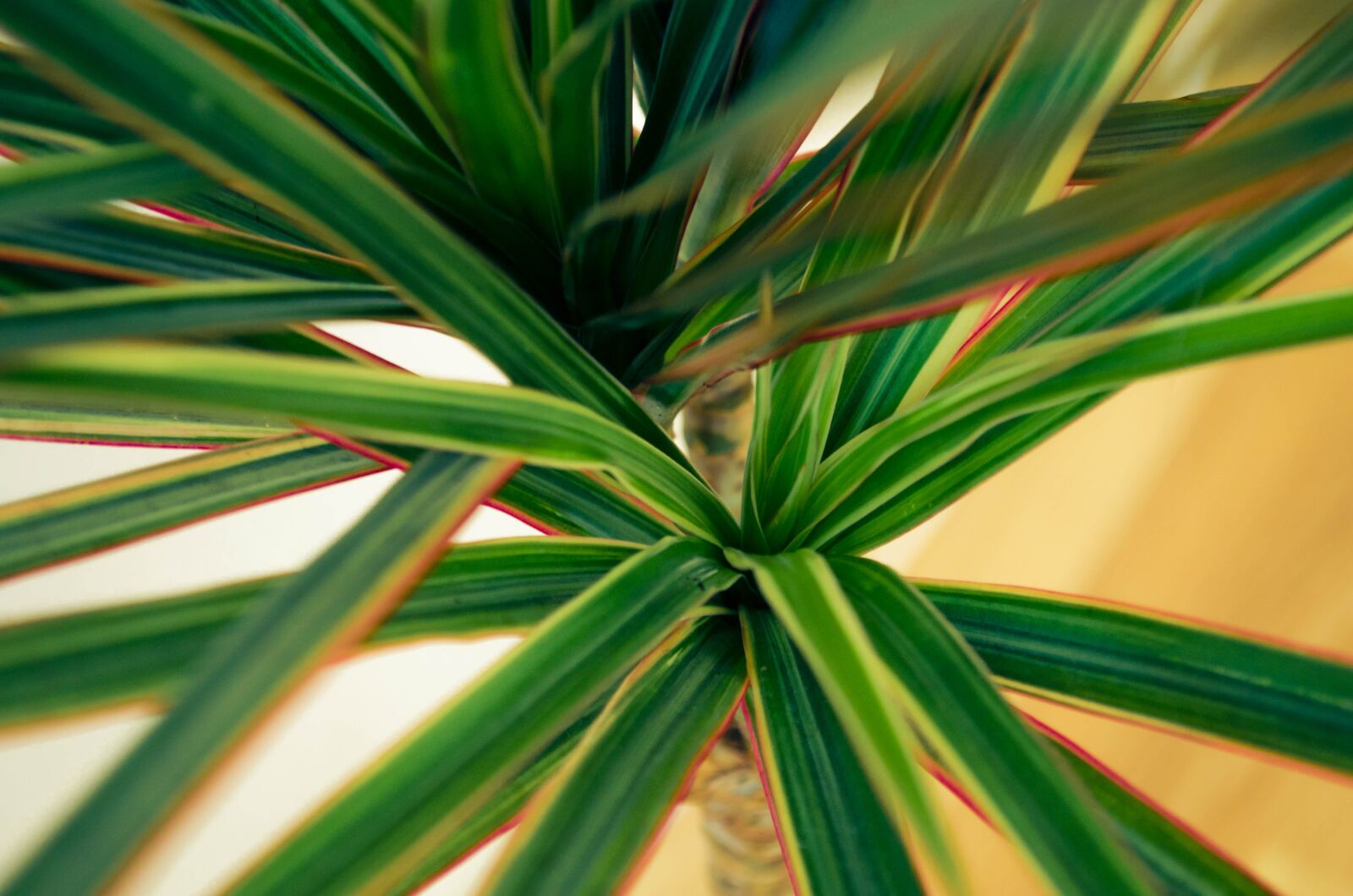 Nikon D5100 sample photo. Flower, dracaena, foliage photography