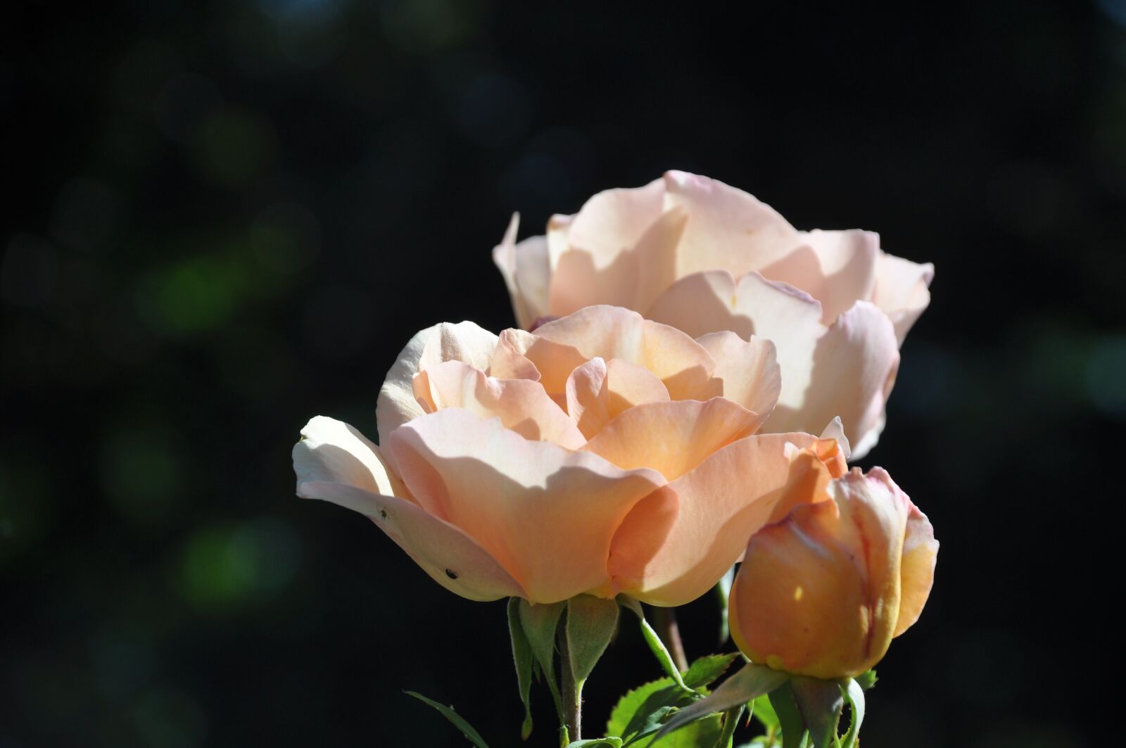 Nikon D90 sample photo. Pink, flower, flowers photography
