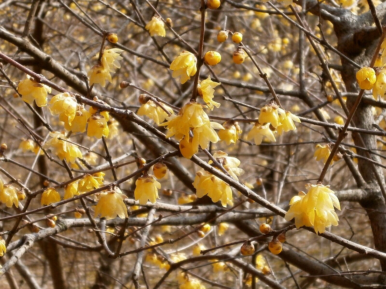 Olympus VG110,D700 sample photo. Plum, robin, flowers photography