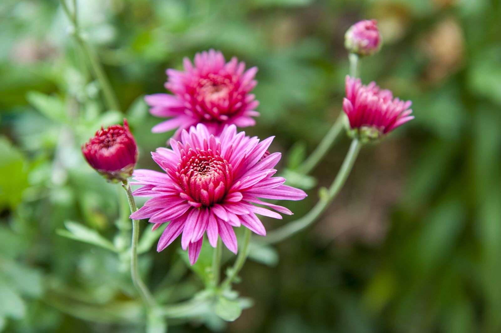 Nikon D700 sample photo. Flowers, chrysanthemum, autumn photography
