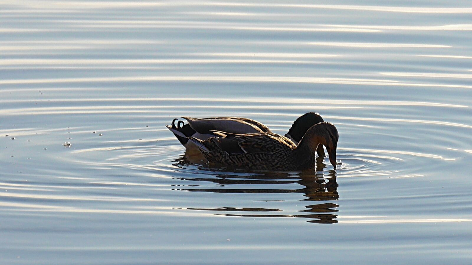 Panasonic Lumix DMC-G6 sample photo. Pair of ducks, ducks photography