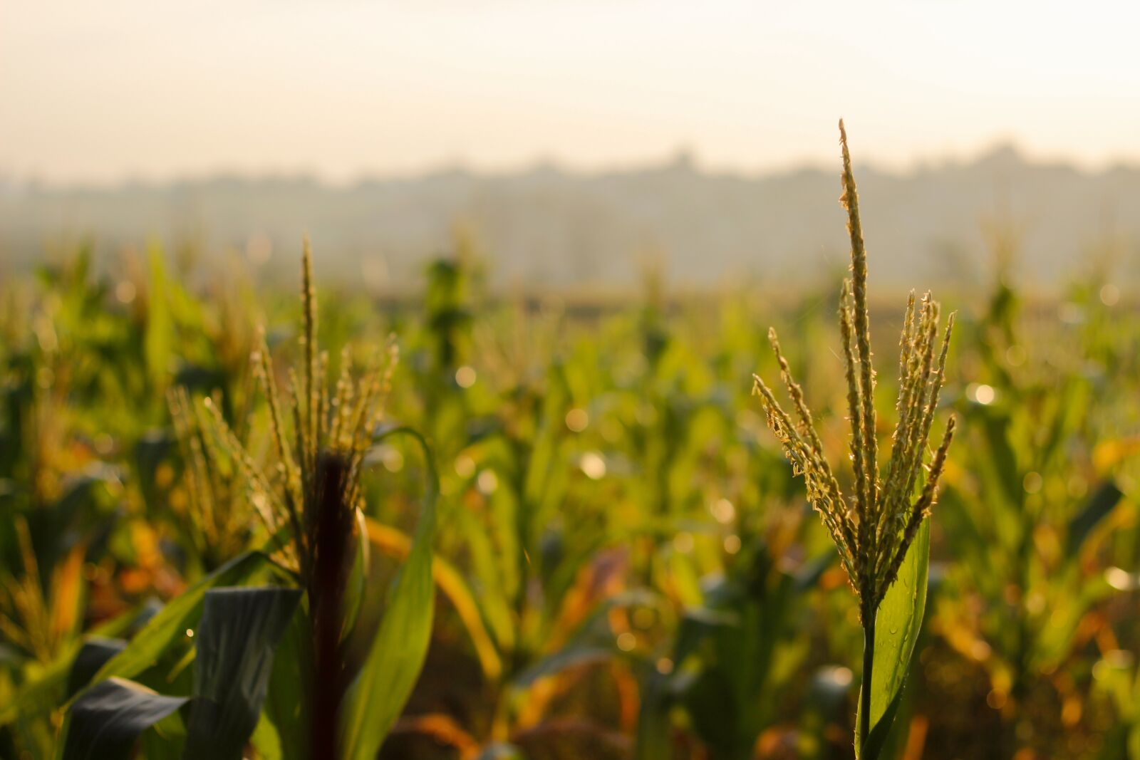 Canon EOS 600D (Rebel EOS T3i / EOS Kiss X5) + Canon EF 50mm F1.8 STM sample photo. Morning, sunrise, corn photography
