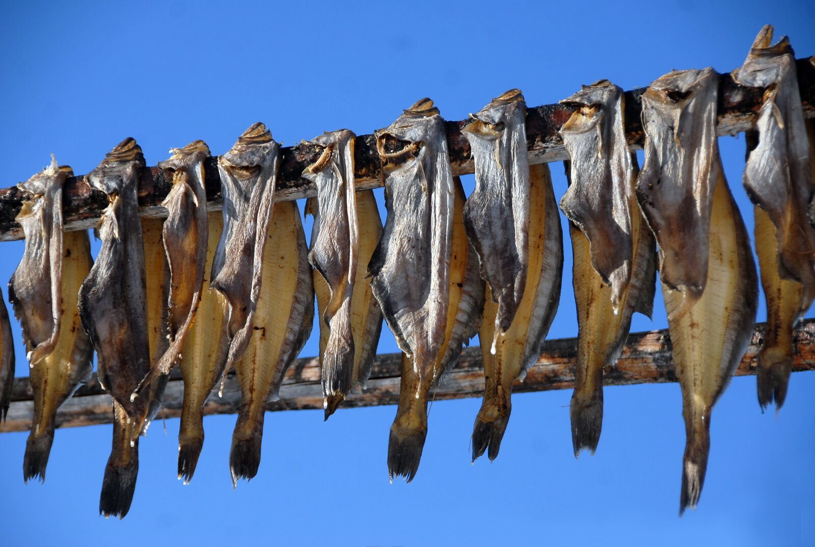 Nikon D200 sample photo. Greenland, d rr fish photography