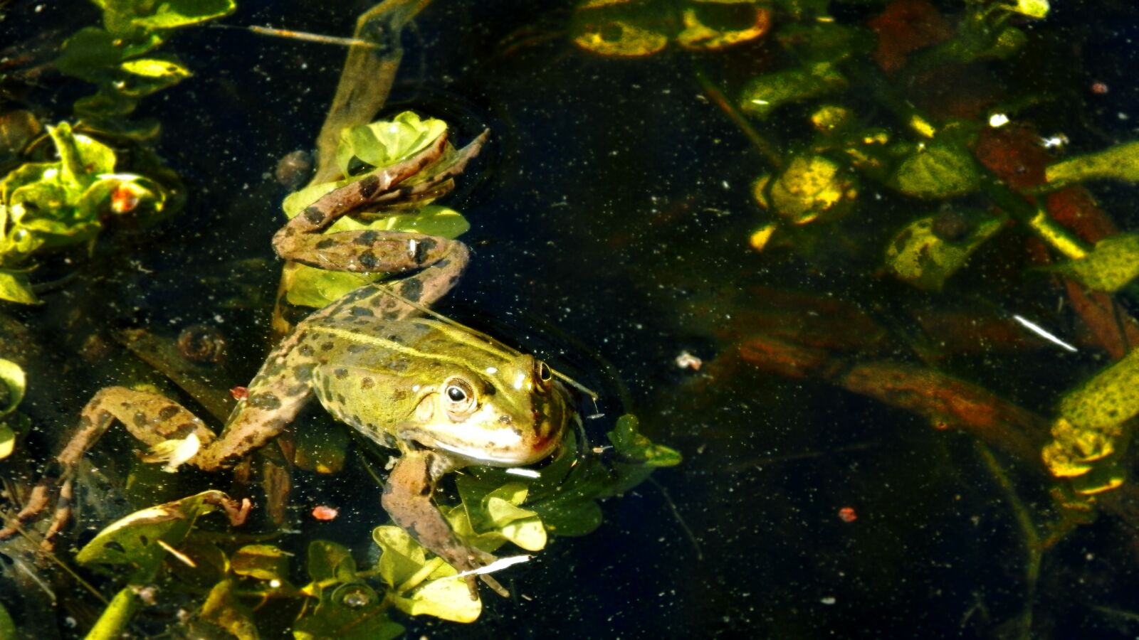 Olympus SP-620UZ sample photo. Frog, water, green photography