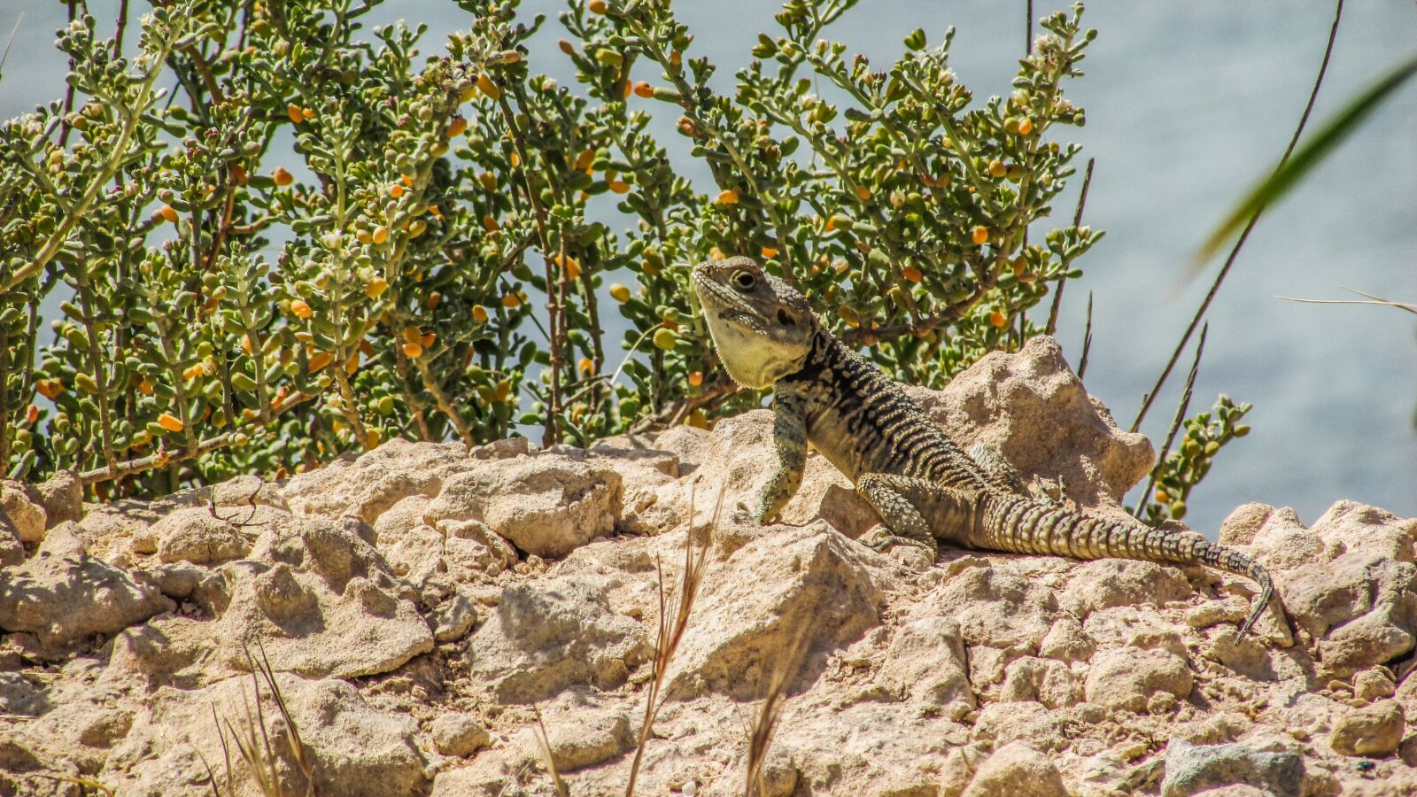 Canon PowerShot SX400 IS sample photo. Cyprus, lizard, kurkutas photography