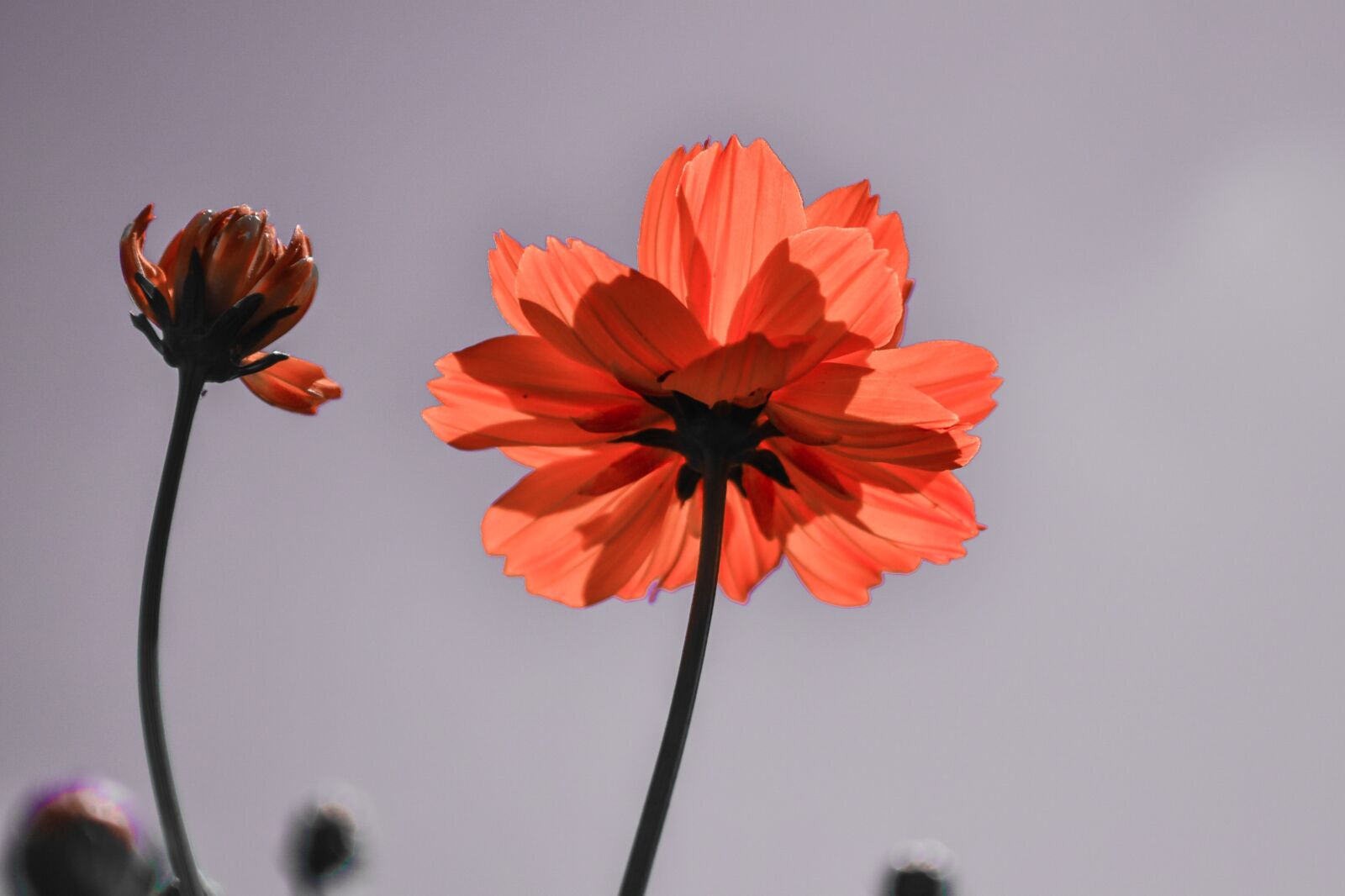 Nikon D3100 sample photo. Flowers, sky, color photography