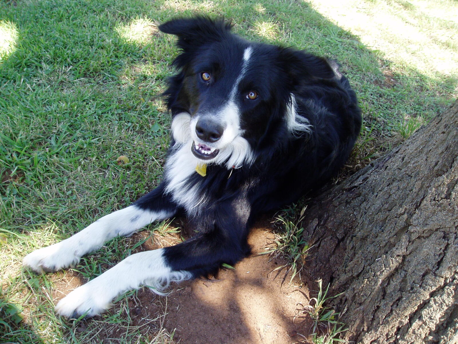 Olympus u10D,S300D,u300D sample photo. Animal, border, collie, dog photography