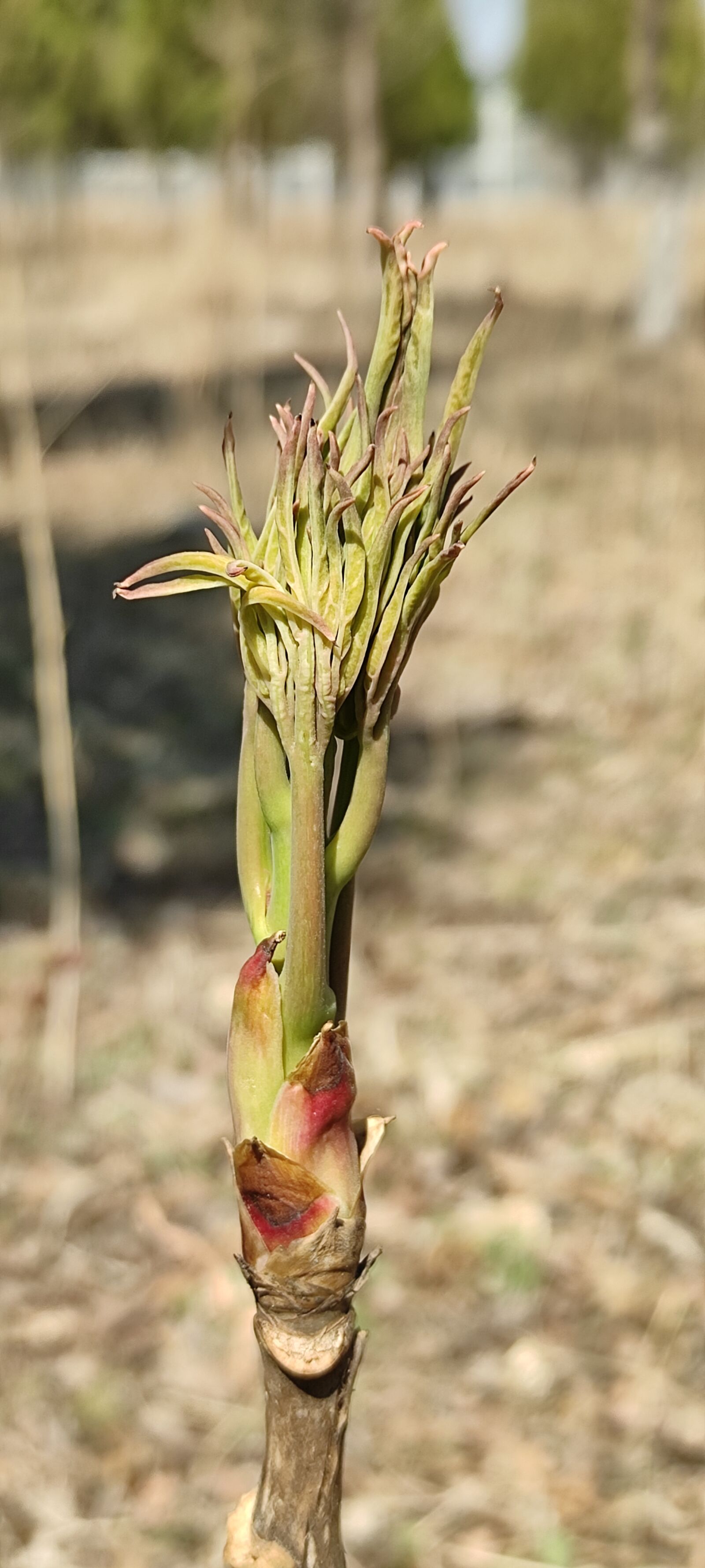 Xiaomi Redmi K30 5G sample photo. Peony, spring peony buds photography