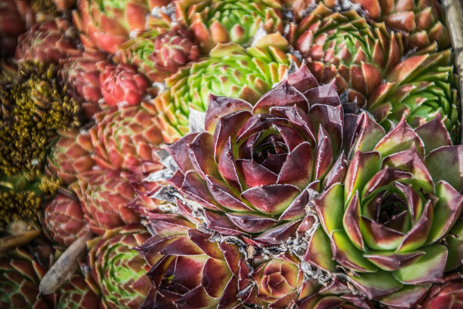 Nikon D5300 sample photo. Flora, rock plant, nature photography