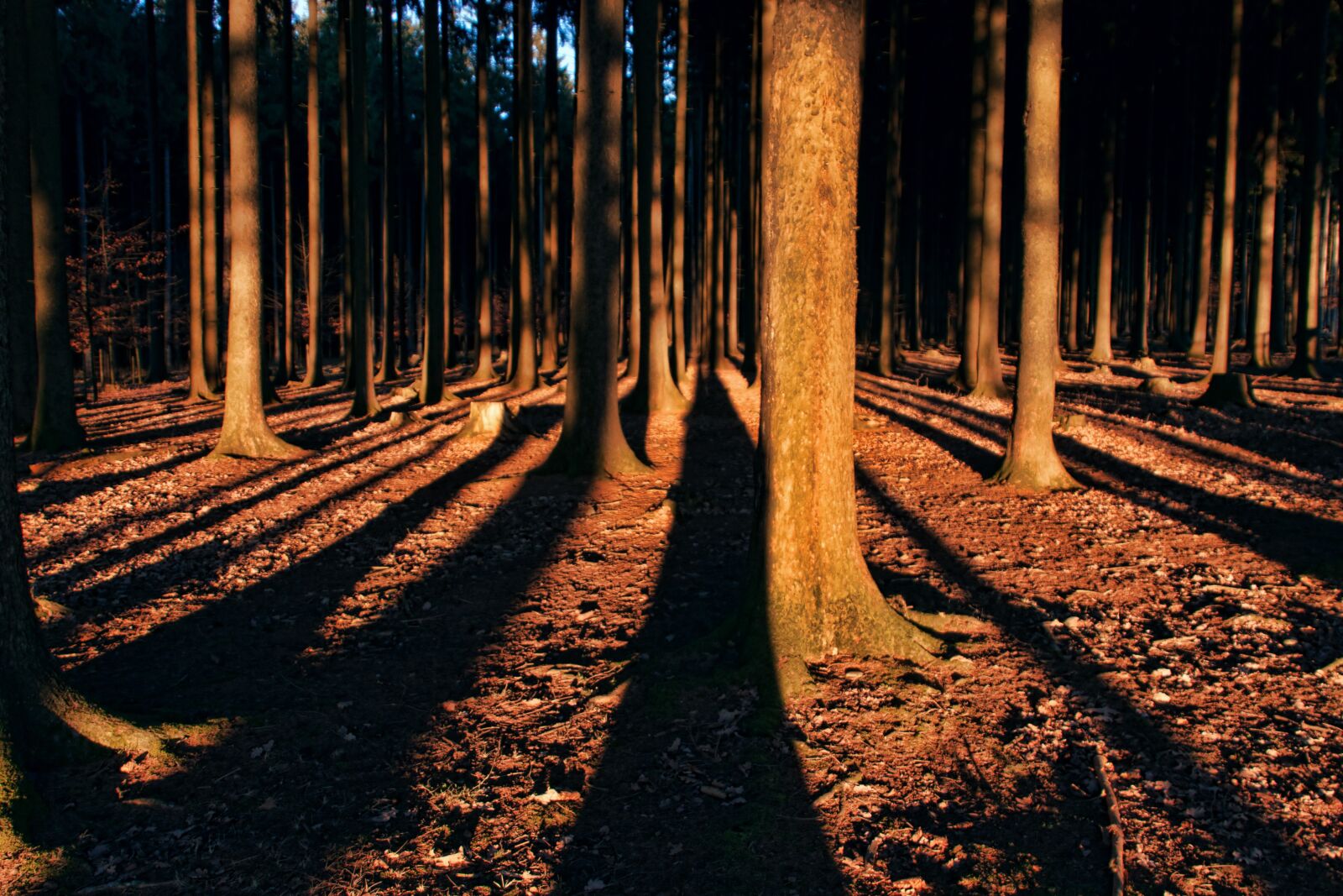 Canon EOS 500D (EOS Rebel T1i / EOS Kiss X3) sample photo. Forest, light, dark photography