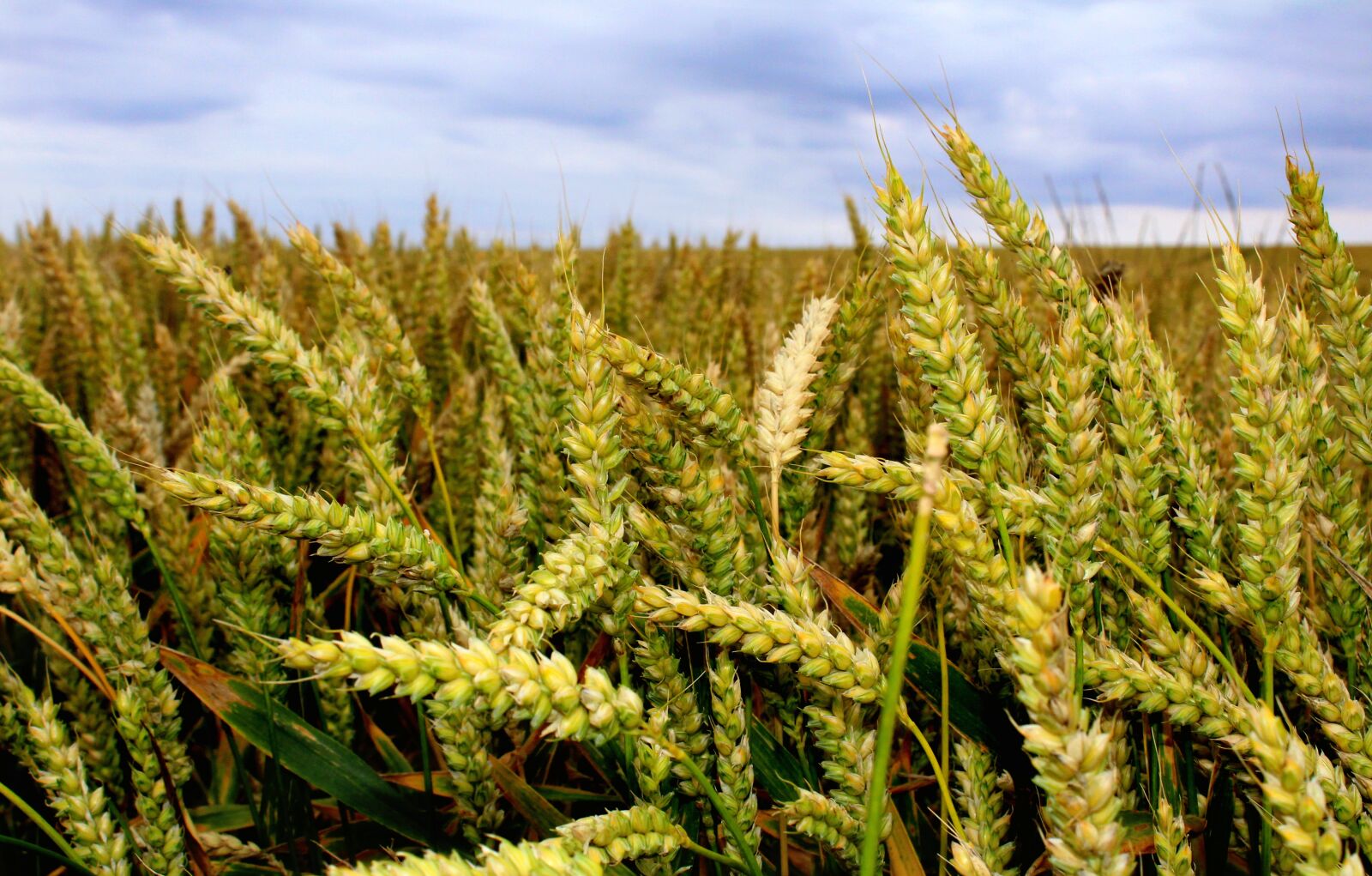 Canon EOS 1300D (EOS Rebel T6 / EOS Kiss X80) sample photo. Wheat field, wheat, overcast photography