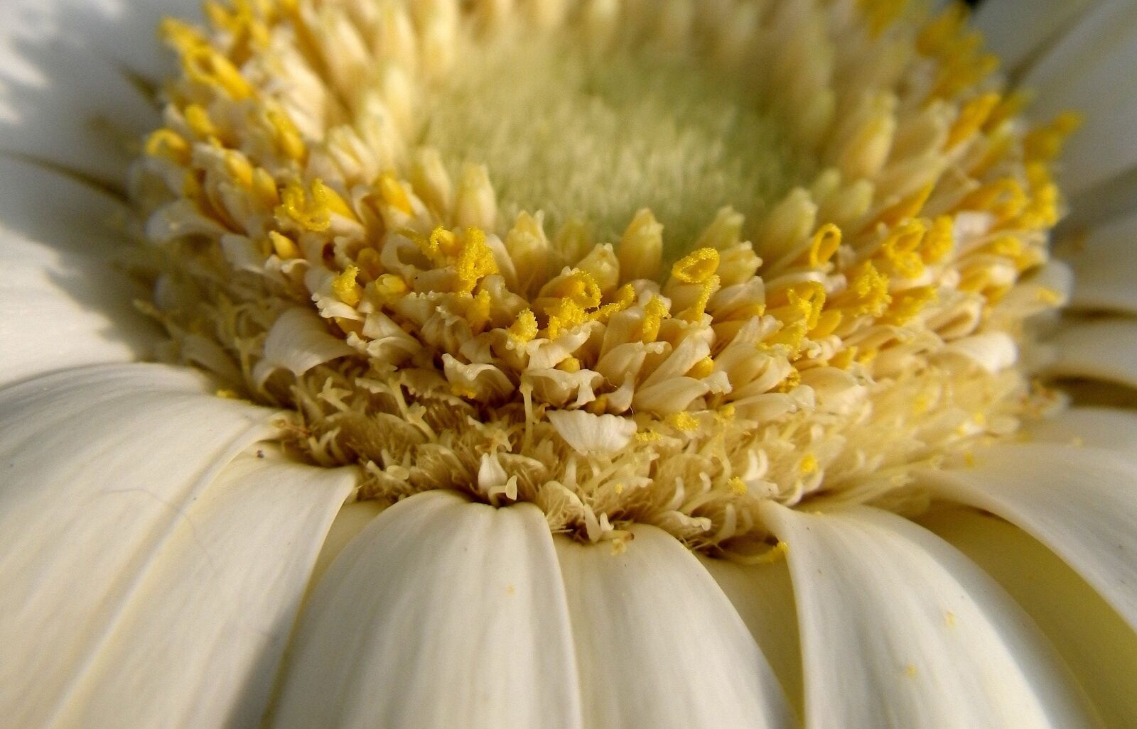 Pentax Optio W90 sample photo. Flower, macro, white photography