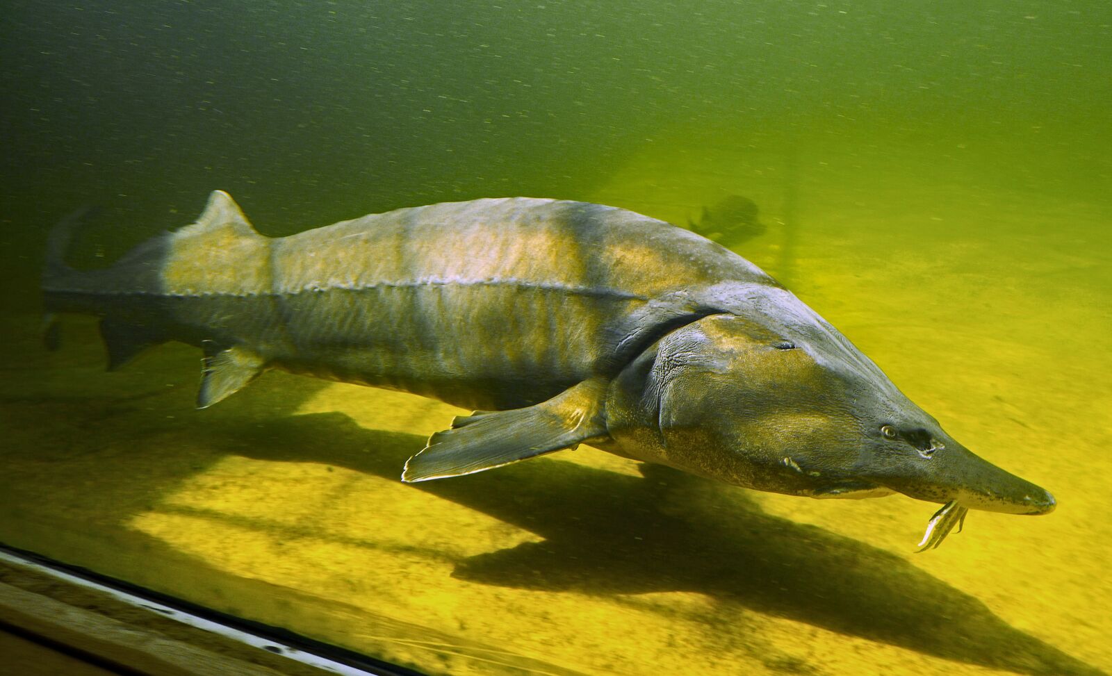 Panasonic Lumix DMC-GH3 sample photo. Kapitaler sturgeon, large aquarium photography