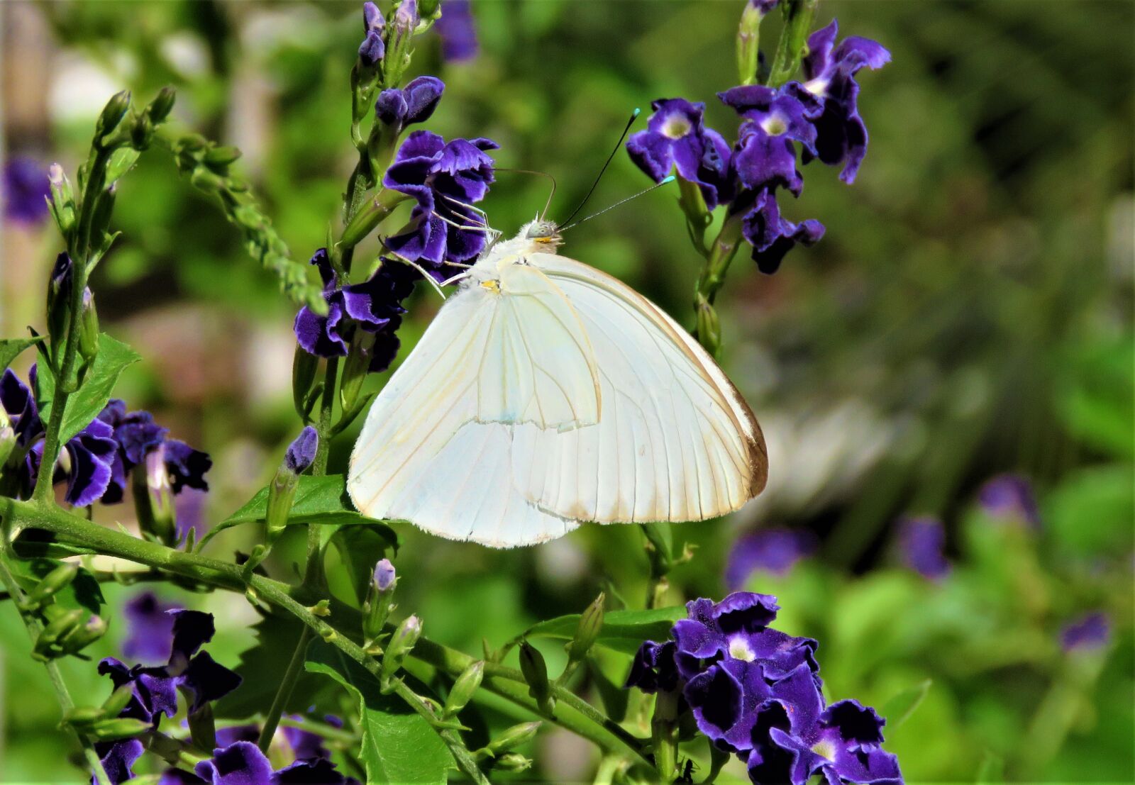 Canon PowerShot SX60 HS sample photo. Butterfly, white, wing photography