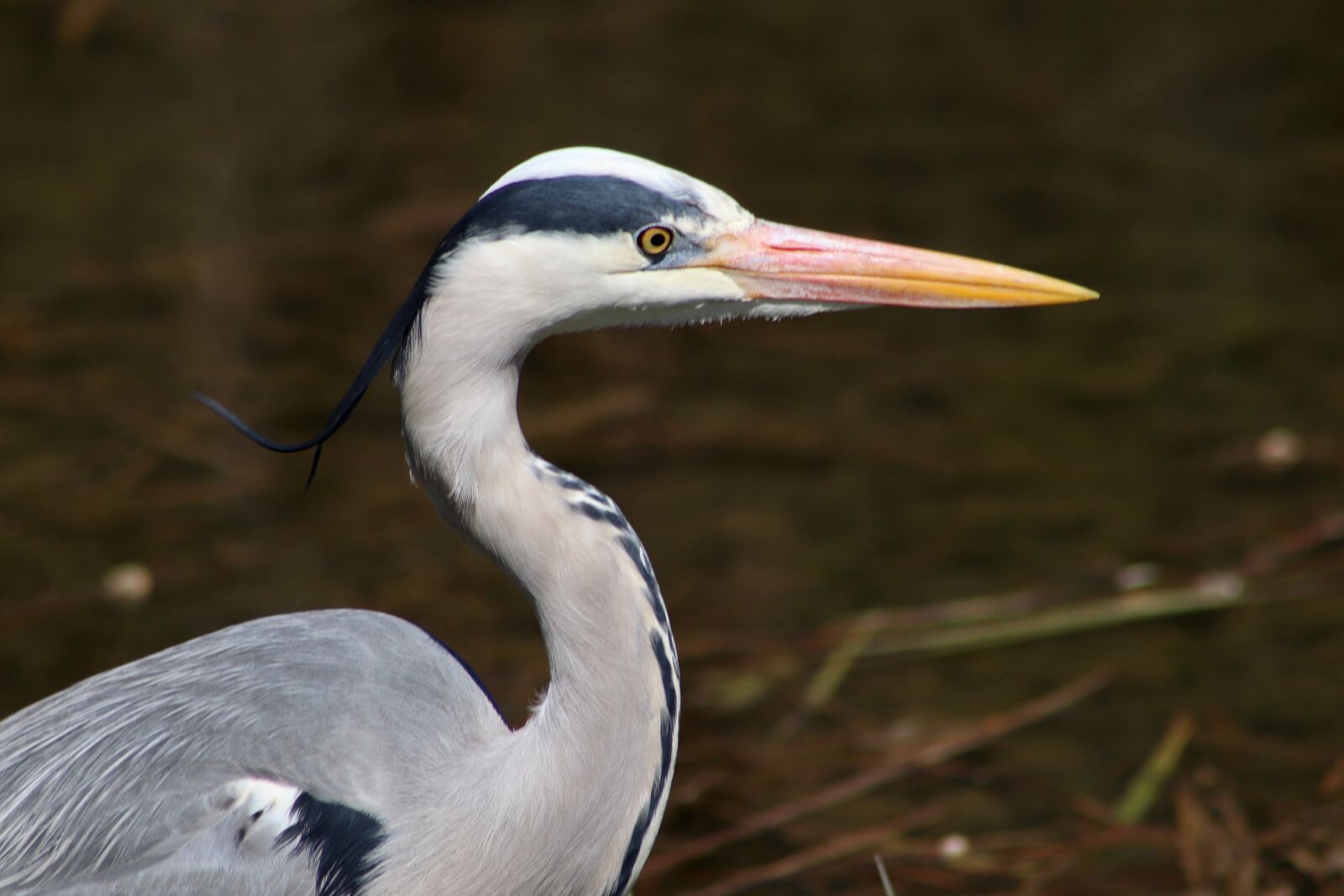 Canon EOS 77D (EOS 9000D / EOS 770D) sample photo. Heron, grey heron, bill photography