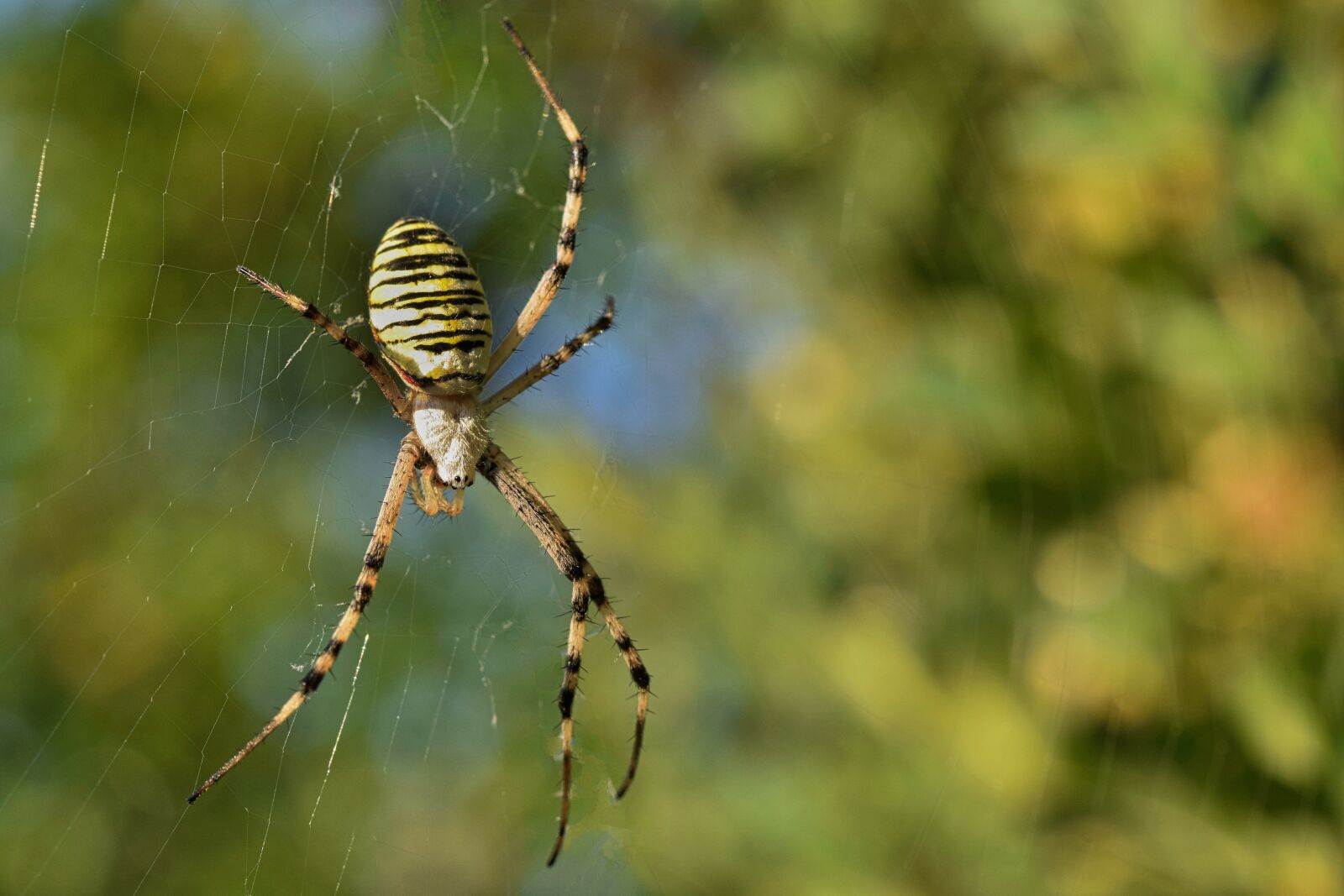 Nikon D5300 sample photo. Spider, wasp spider, cobweb photography