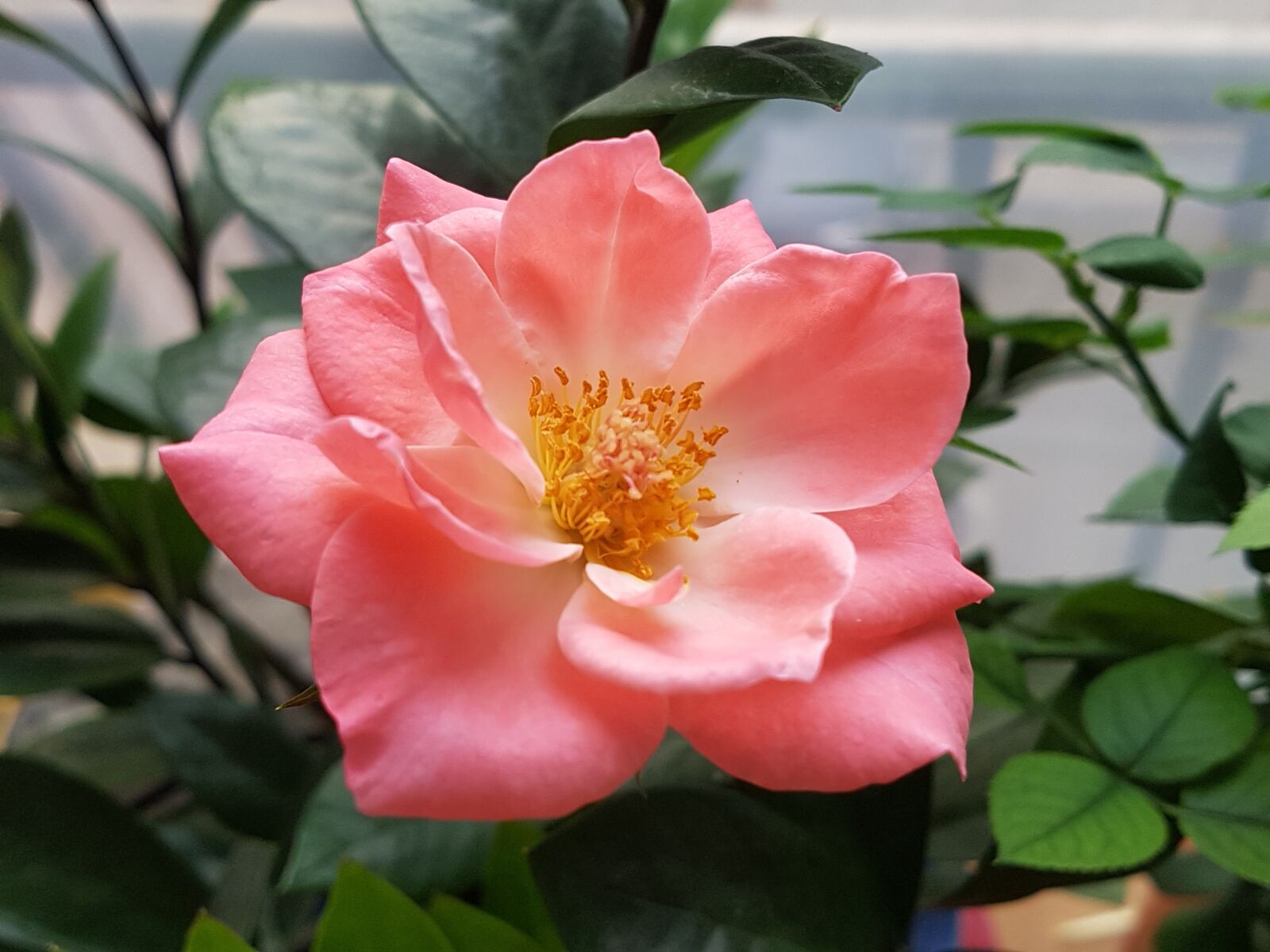 Samsung Galaxy S7 sample photo. Rose, flowers, pink photography