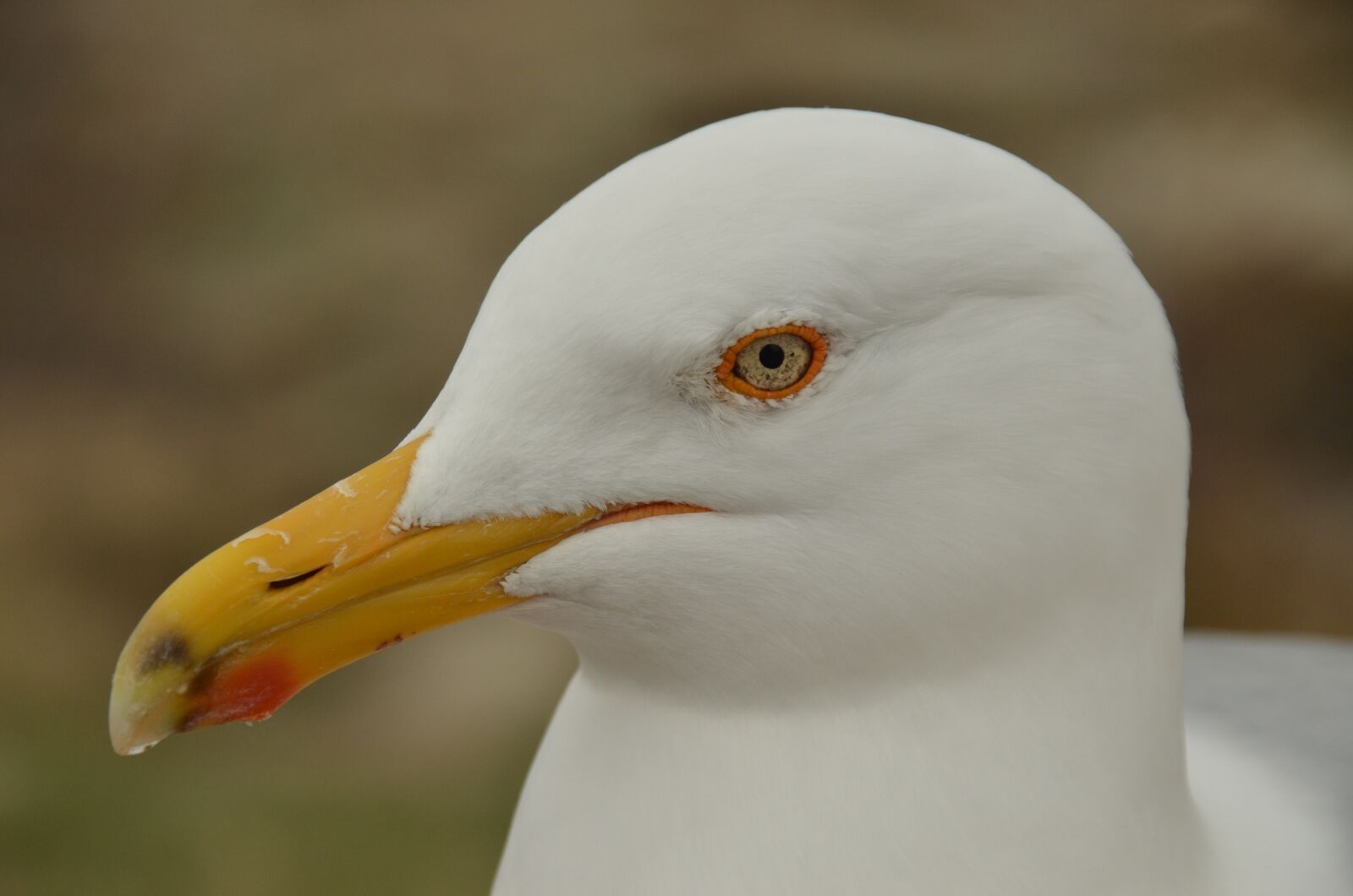 Nikon D7000 sample photo. Nature, bird, seagull photography