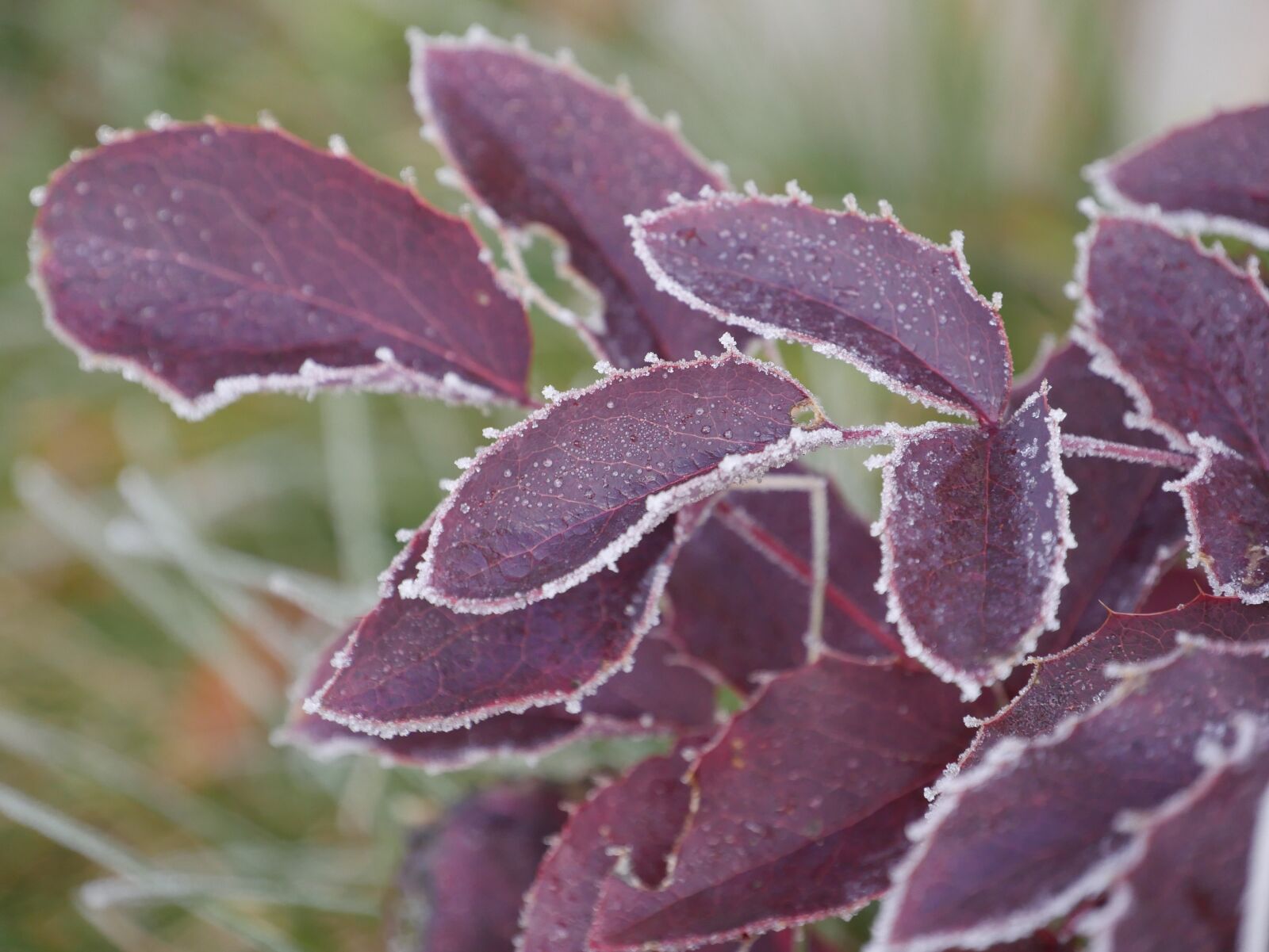 Panasonic Lumix DMC-G7 sample photo. Nature, frost, leaves photography