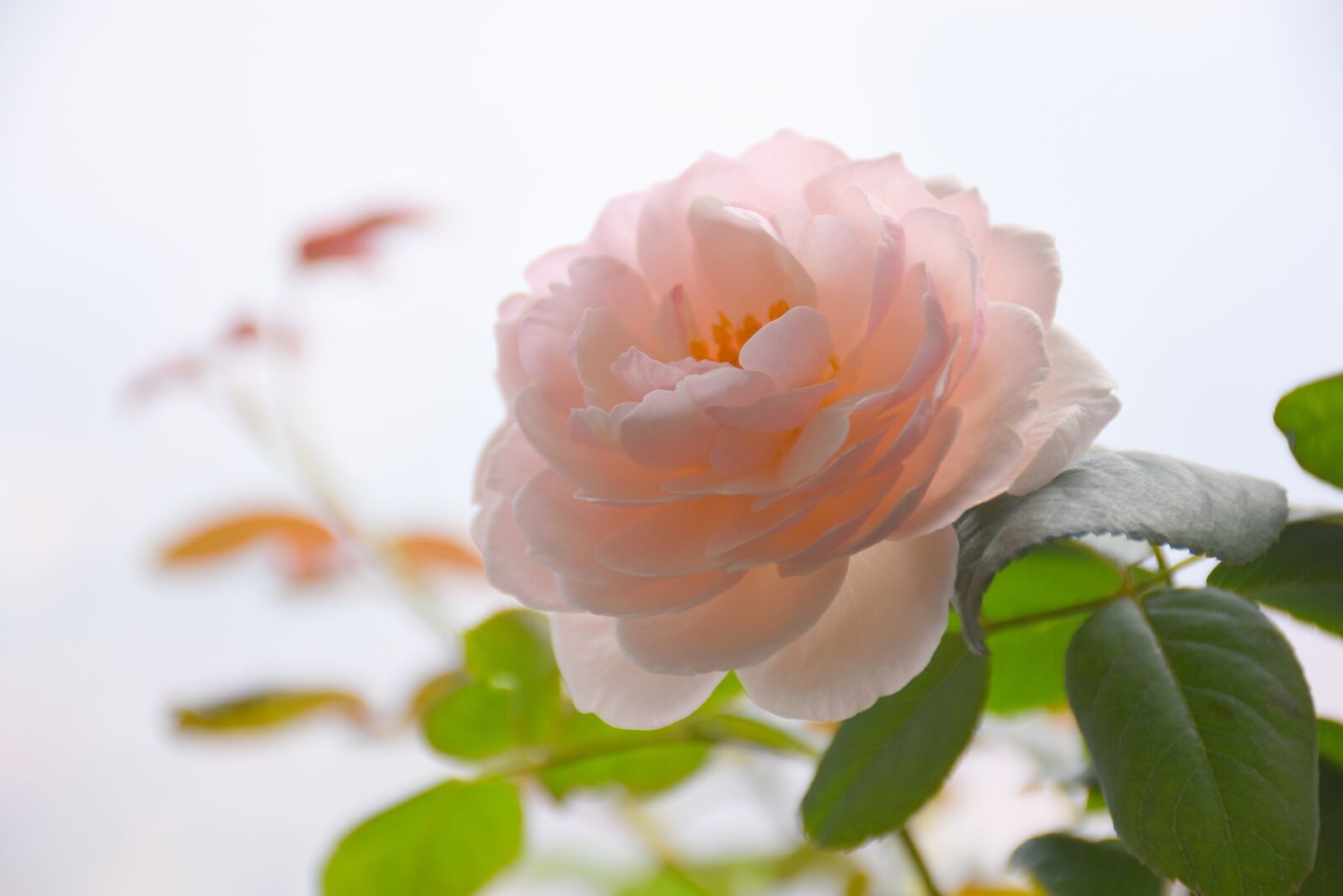Nikon D7200 sample photo. Rose, blossom, flower photography