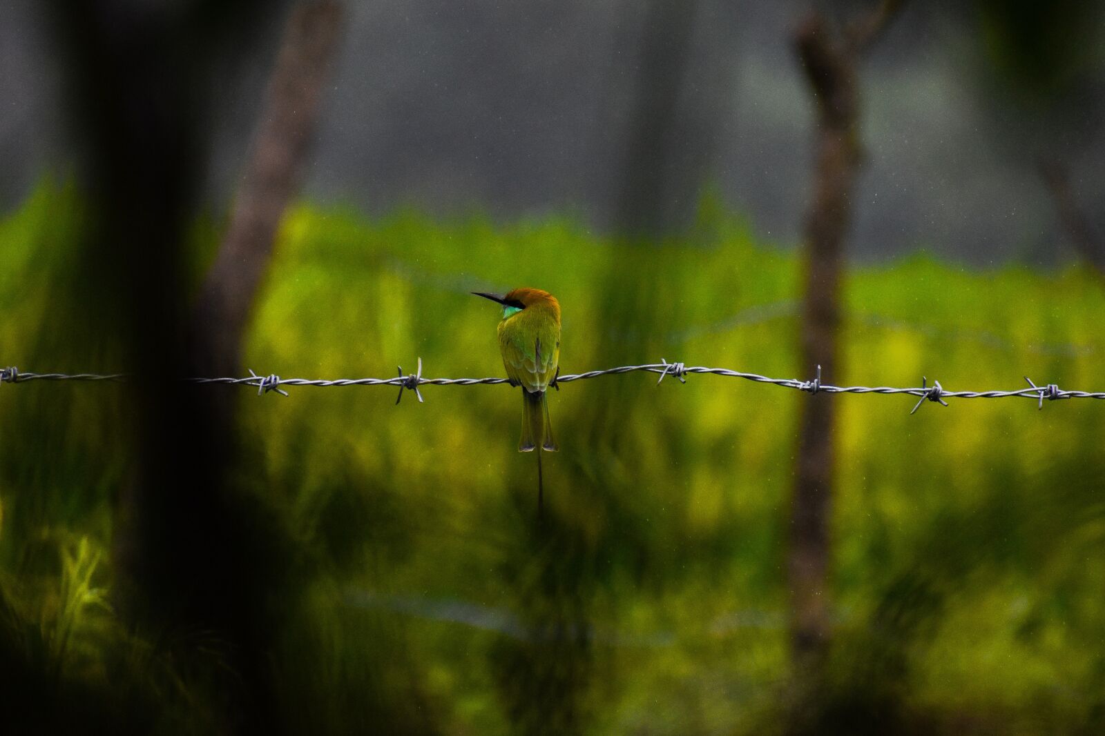 Nikon D5600 sample photo. Nature, wildlife, colorful photography