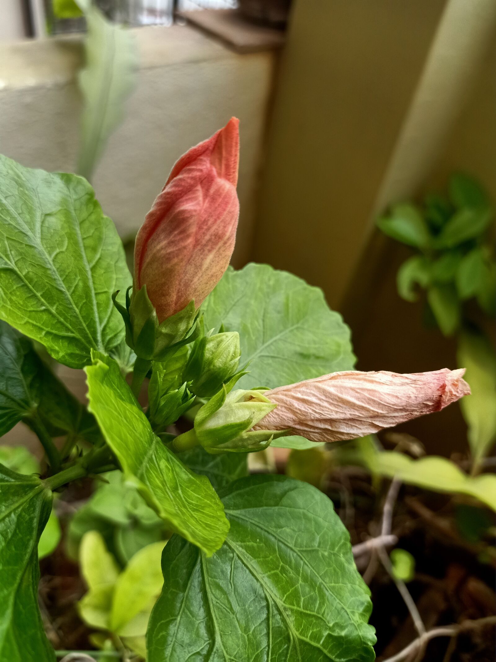 OPPO F11 PRO sample photo. Bud, leaf and flower photography