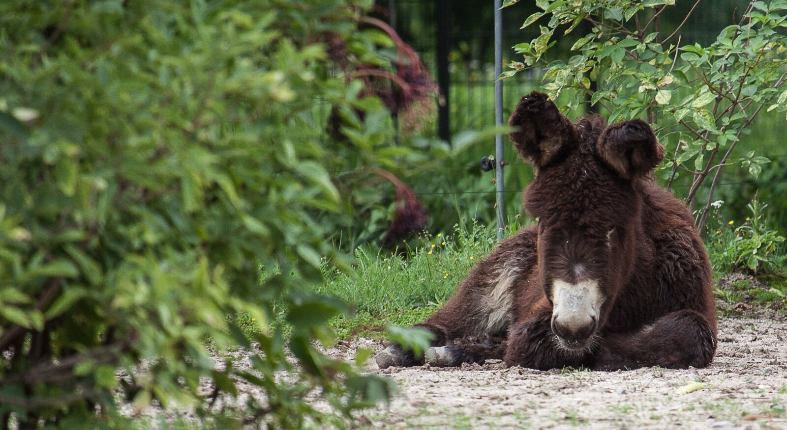 Canon EOS 50D sample photo. Donkey, beast of burden photography
