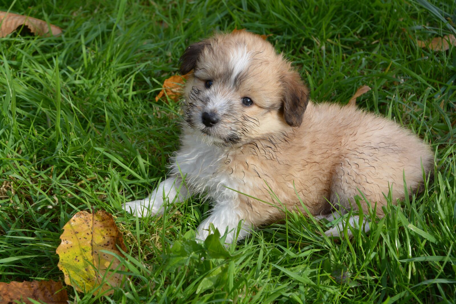 Nikon D5200 sample photo. Puppy, dog young dog photography