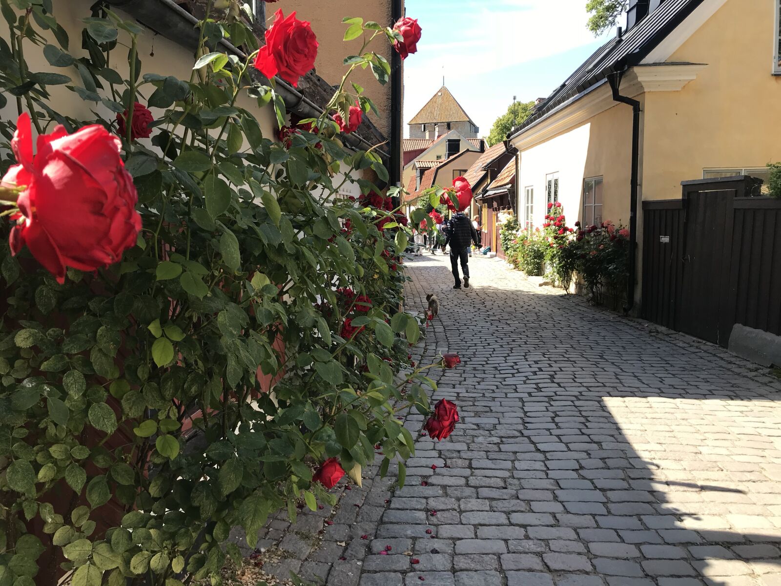 Apple iPhone 7 sample photo. Visby, gotland, roses photography