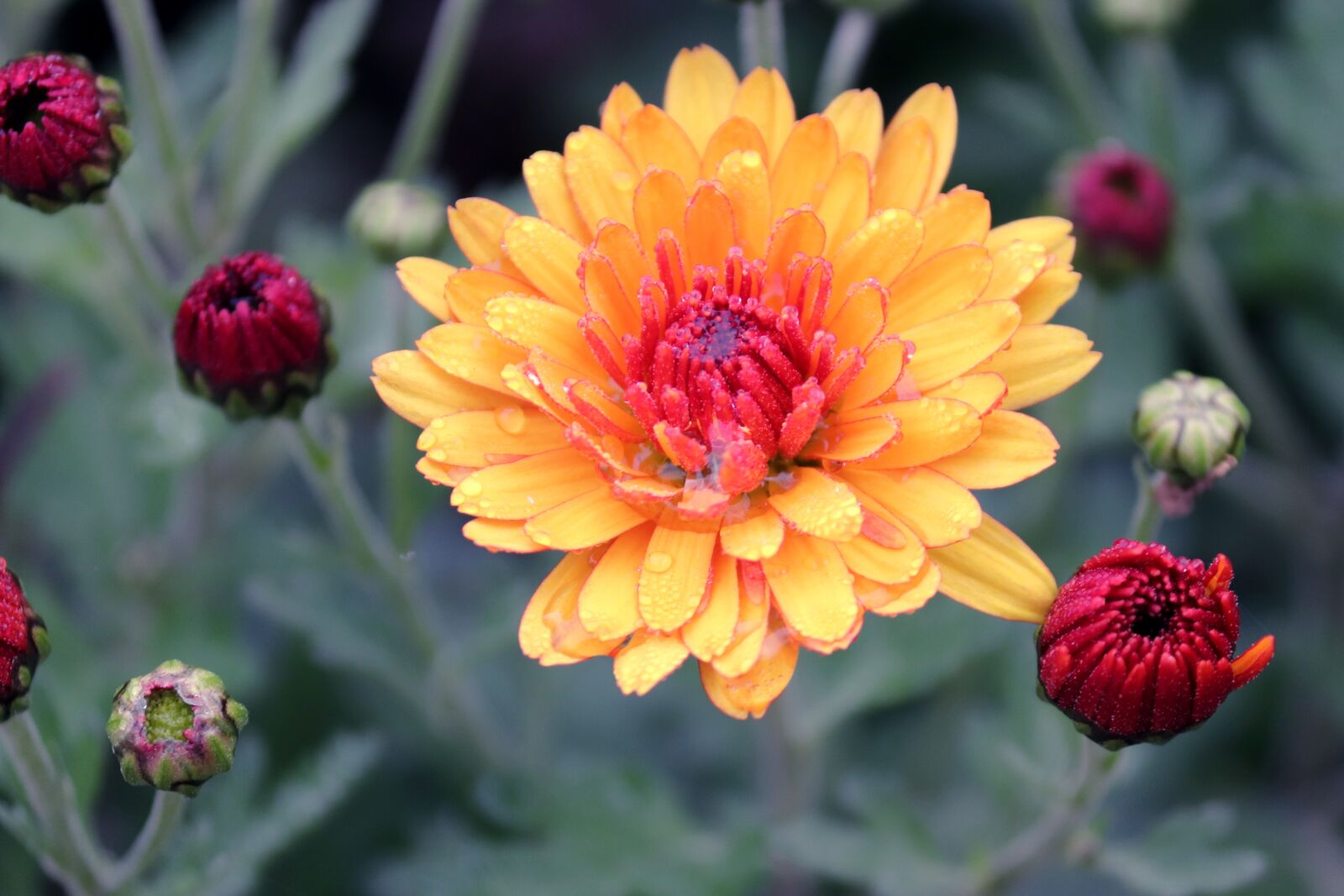 Canon EOS 200D (EOS Rebel SL2 / EOS Kiss X9) sample photo. Chrysanthemums, chrysanthemum, blossom photography