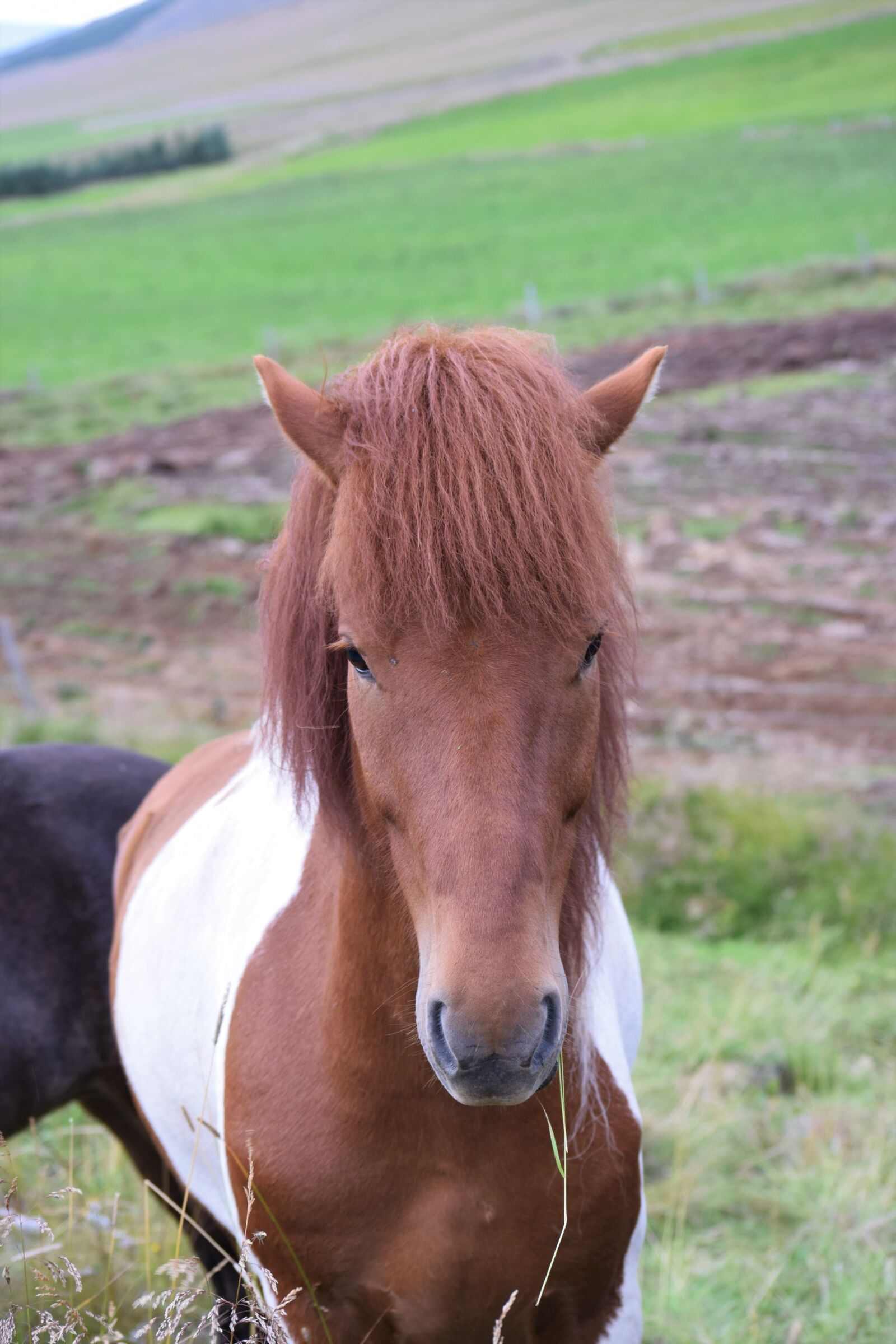 Nikon D3300 sample photo. Horse, head, brown photography