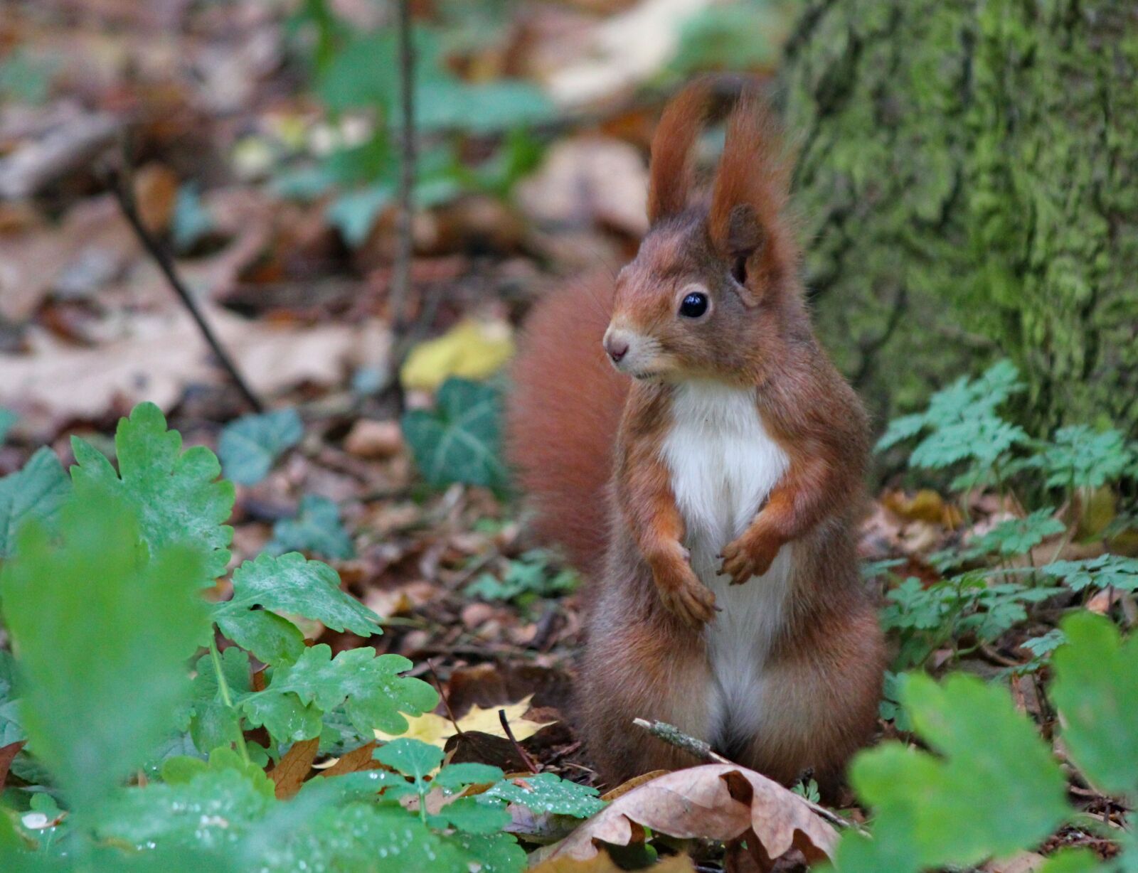 Canon EOS 550D (EOS Rebel T2i / EOS Kiss X4) sample photo. The squirrel, rusty, standing photography