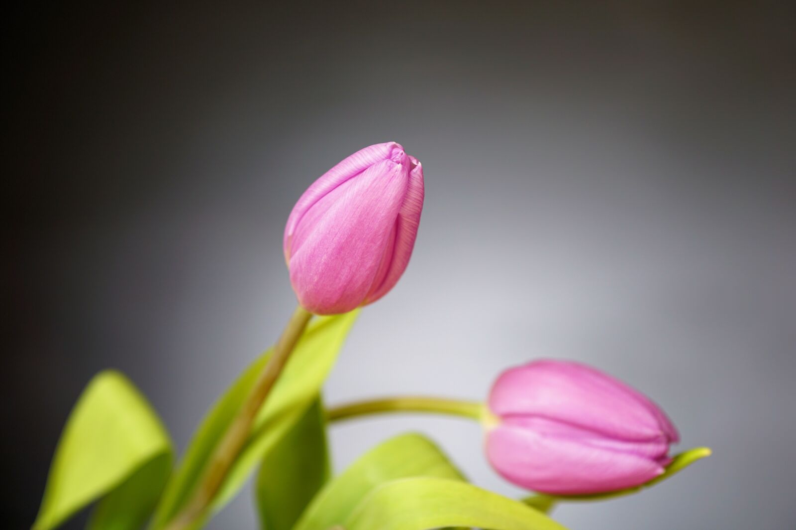 Sony a6000 sample photo. Tulip, flower, nature photography